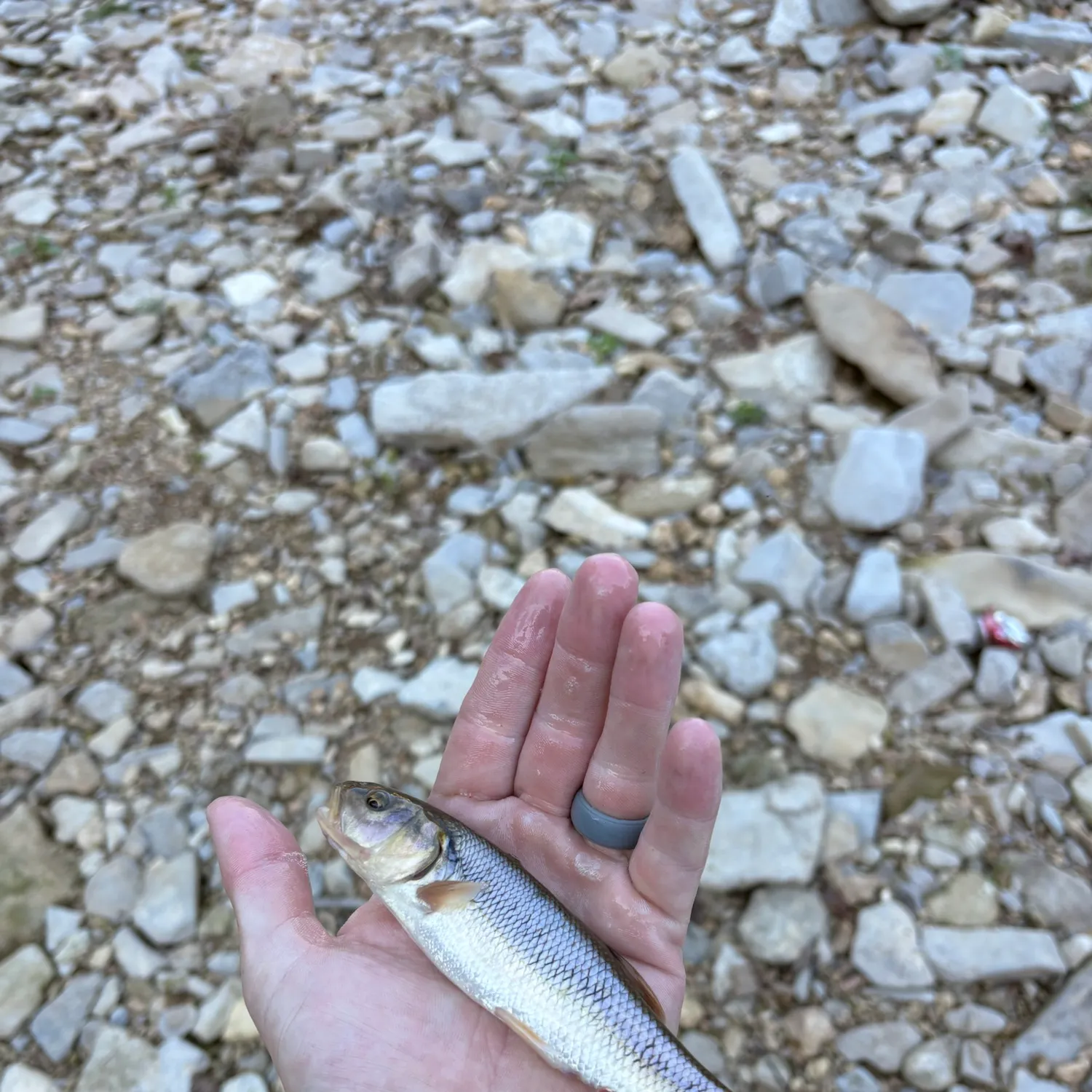 Creek chub caught on Fishbrain