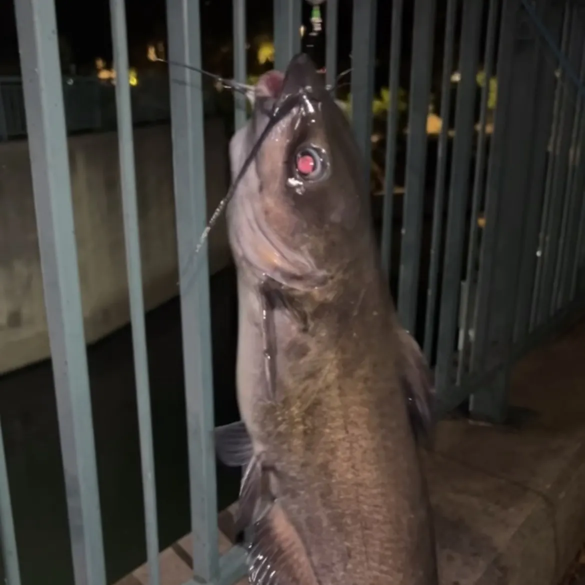 Channel catfish caught on Fishbrain