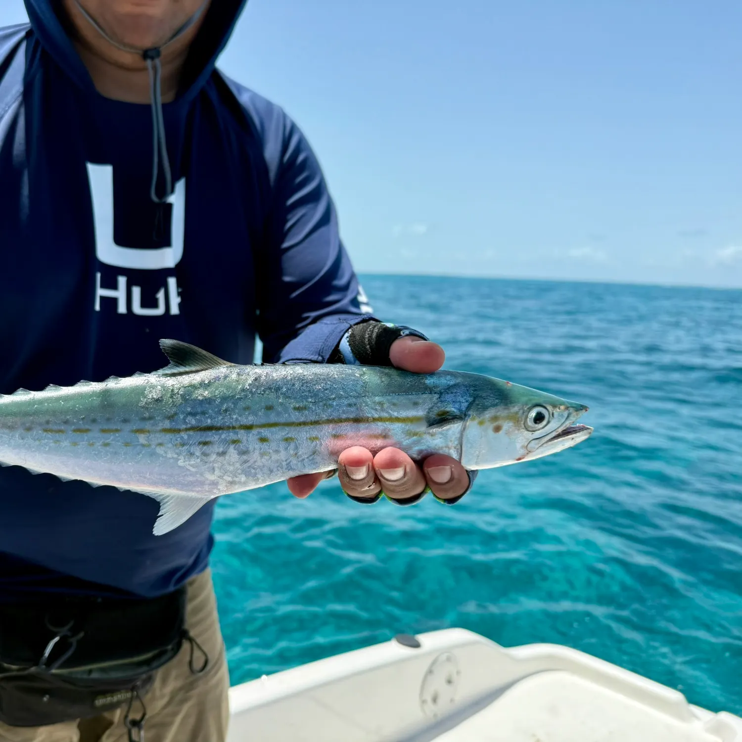 The most recent Cero mackerel catches on Fishbrain