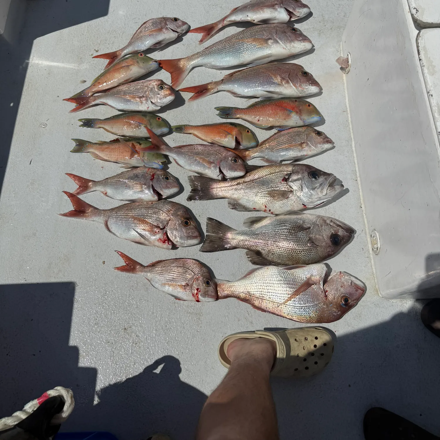Australasian snapper caught on Fishbrain