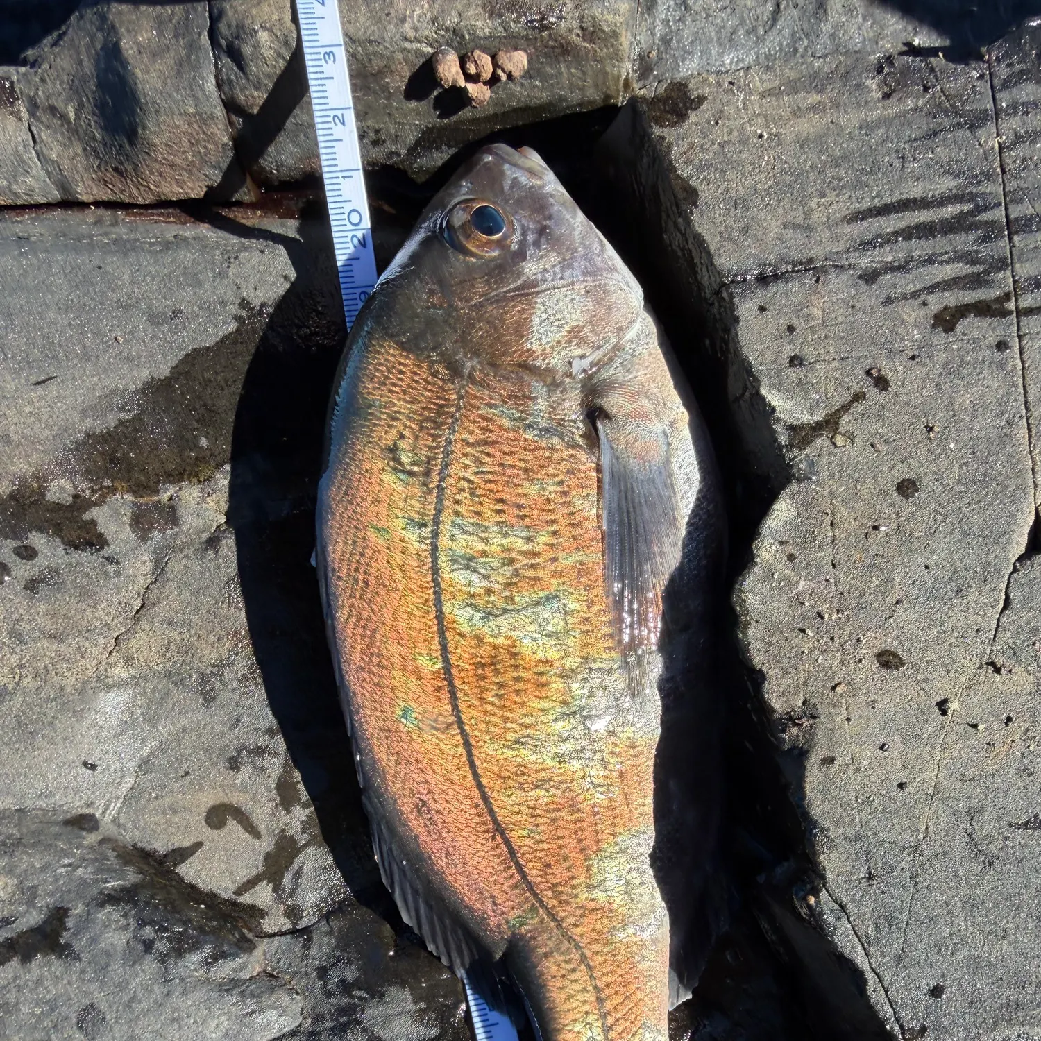The most recent Bronze seabream catches on Fishbrain