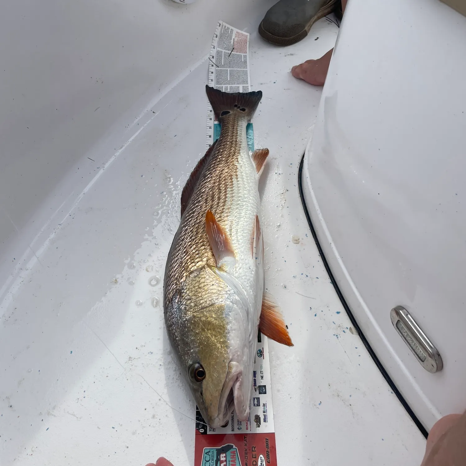 Red drum caught on Fishbrain