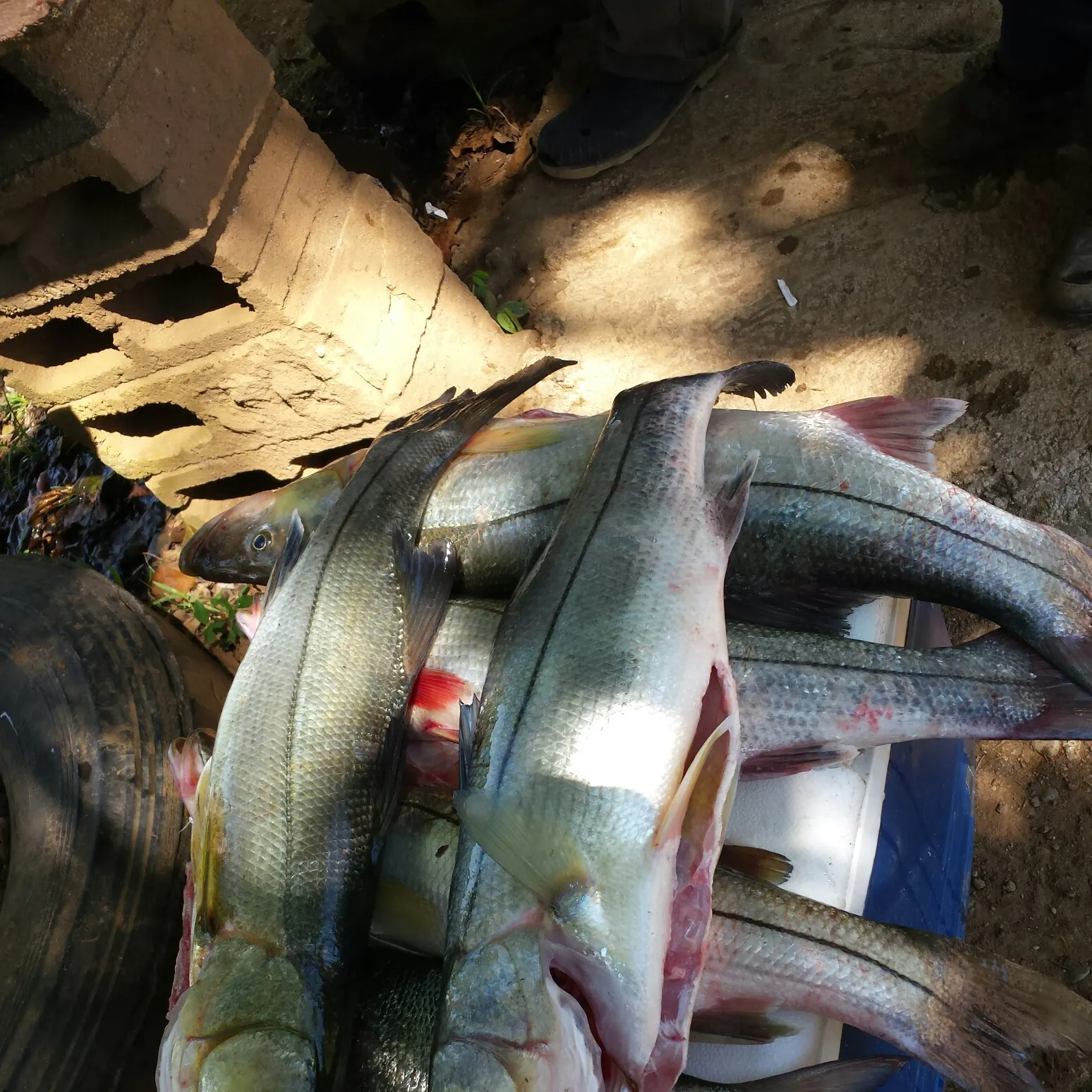 recently logged catches