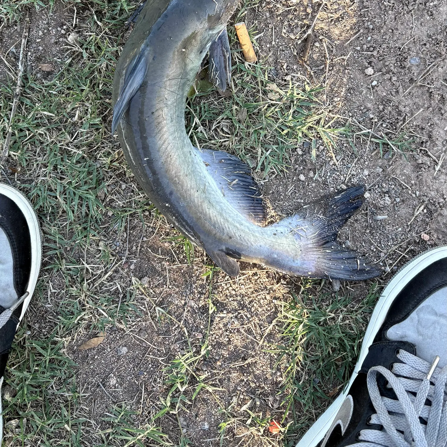 Channel catfish caught on Fishbrain