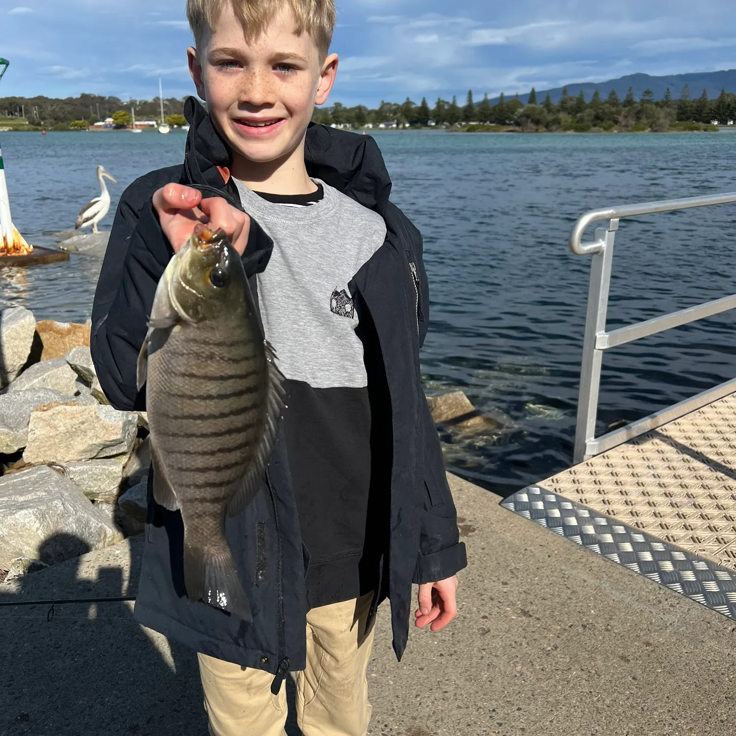 The most recent Luderick catches on Fishbrain