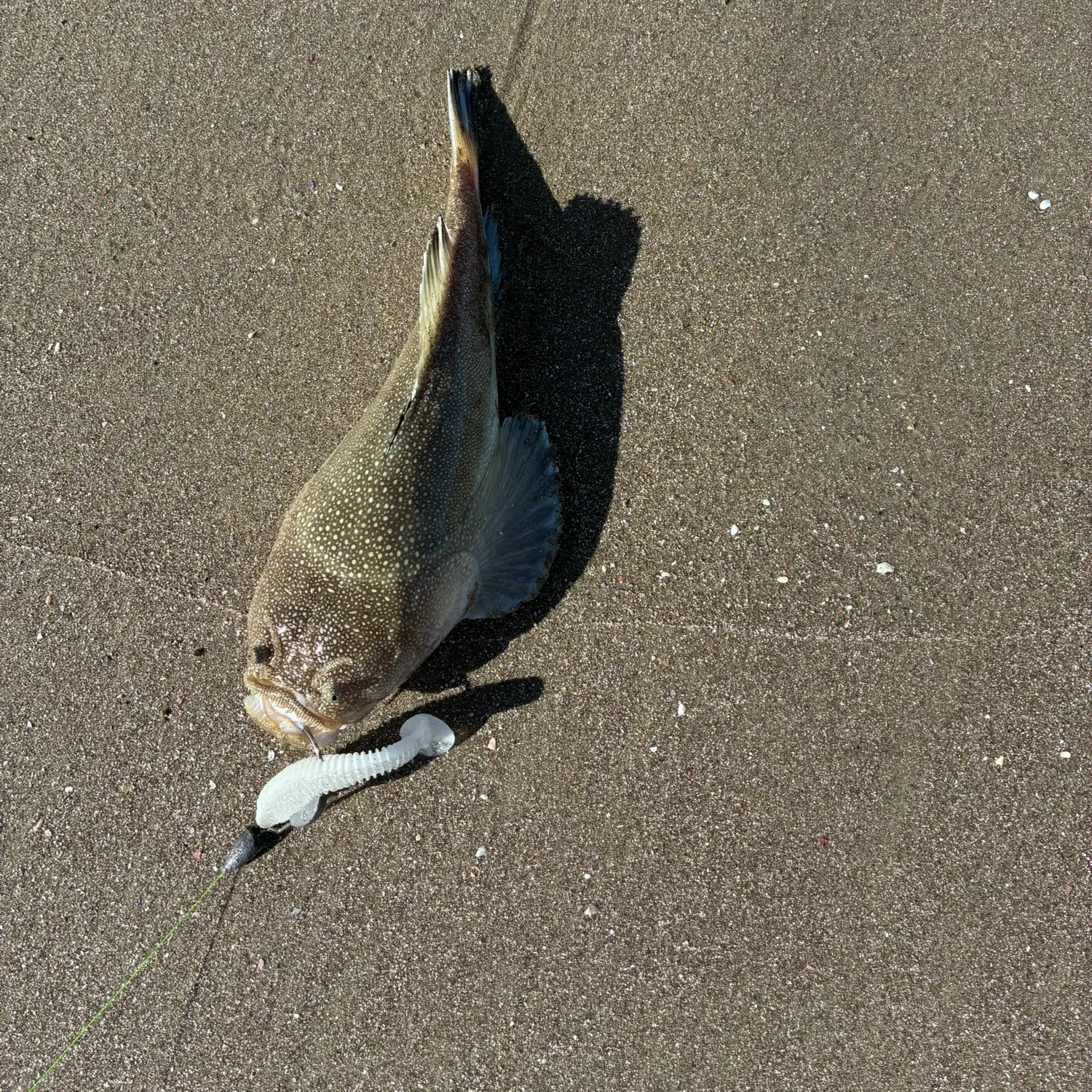 The most recent Northern stargazer catches on Fishbrain