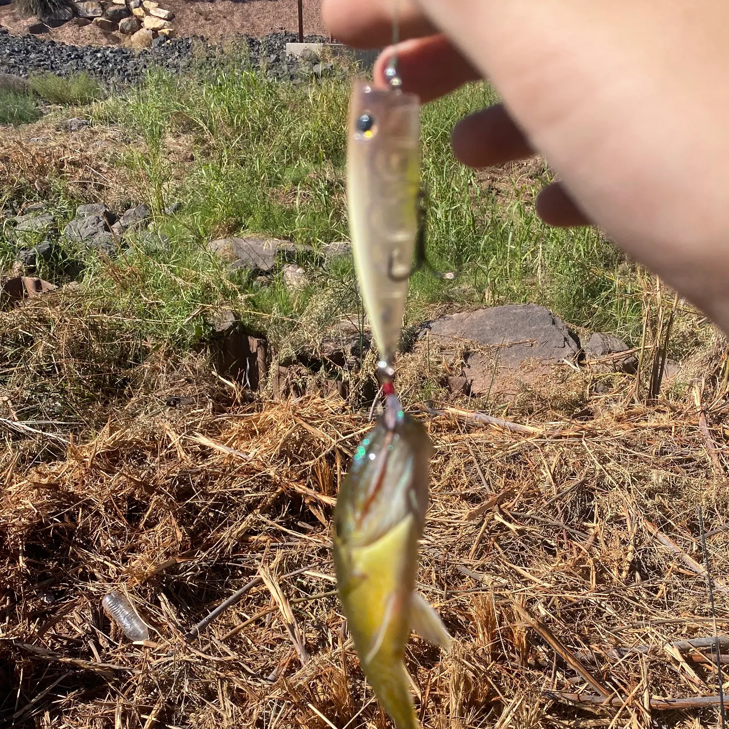 Green sunfish caught on Fishbrain