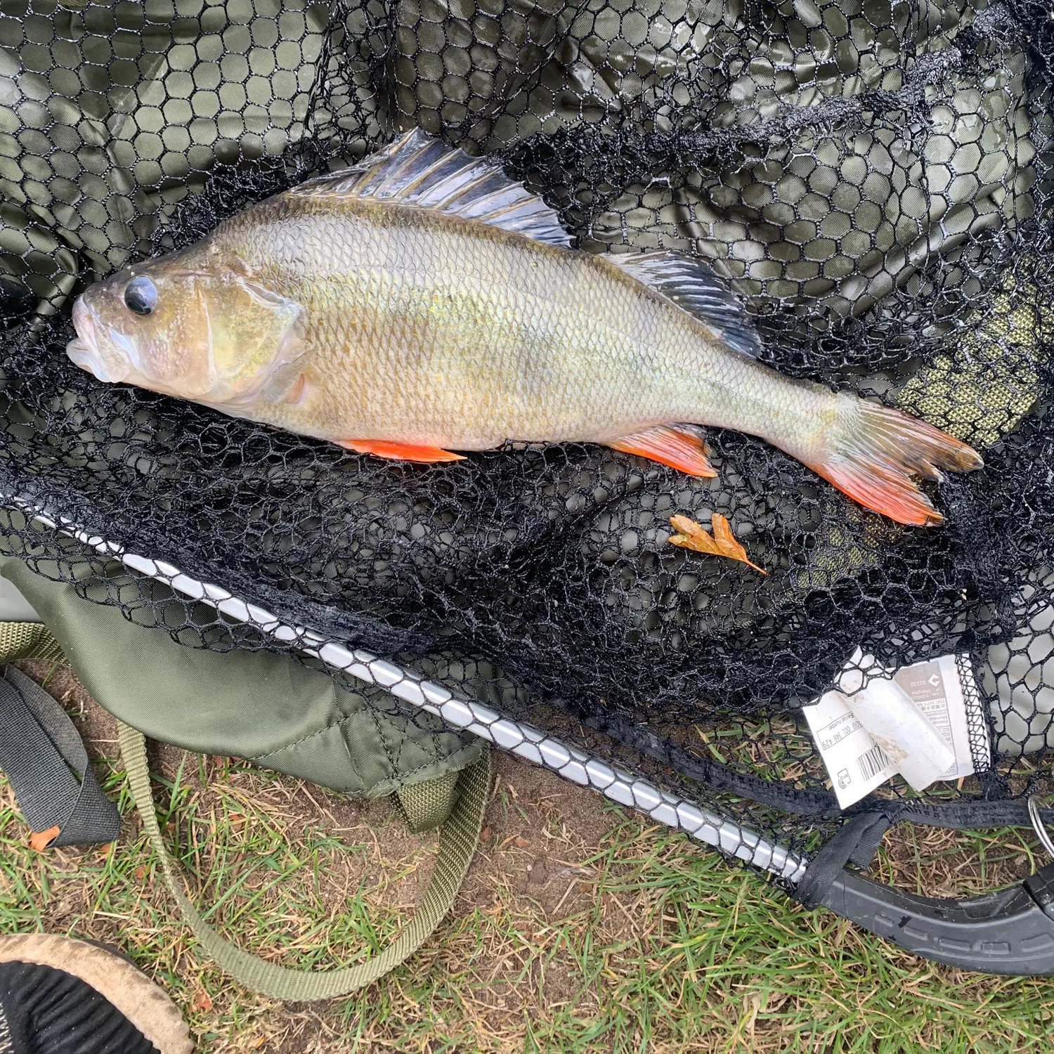 angler catch