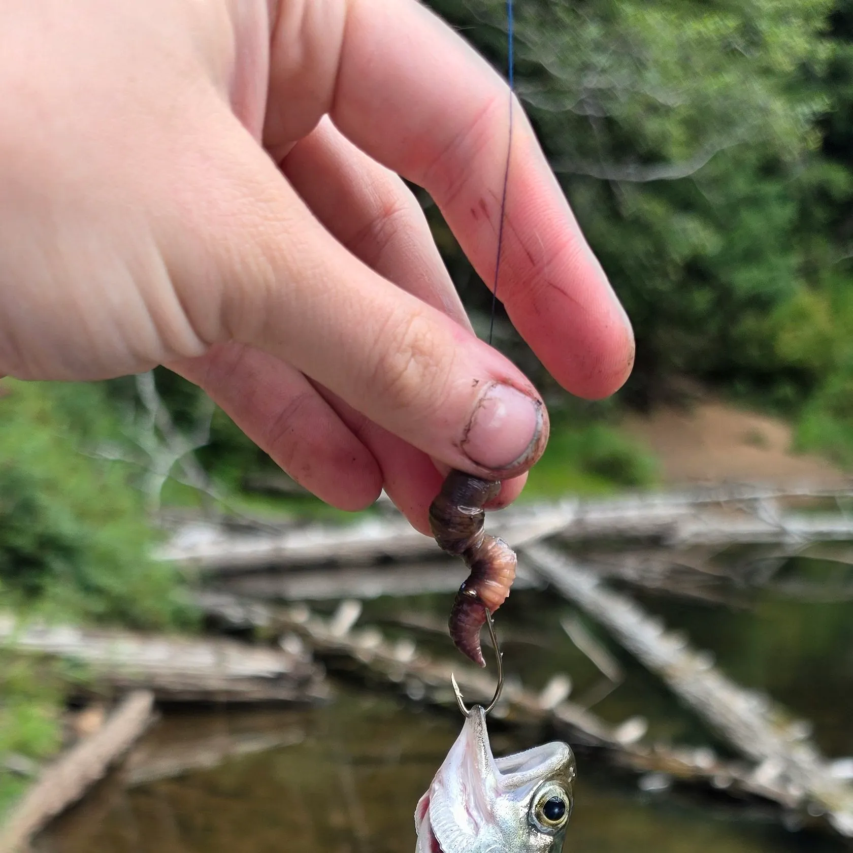 Rainbow trout caught on Fishbrain