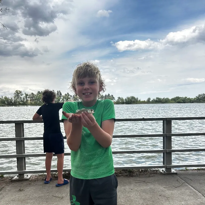The most recent Bantam sunfish catches on Fishbrain