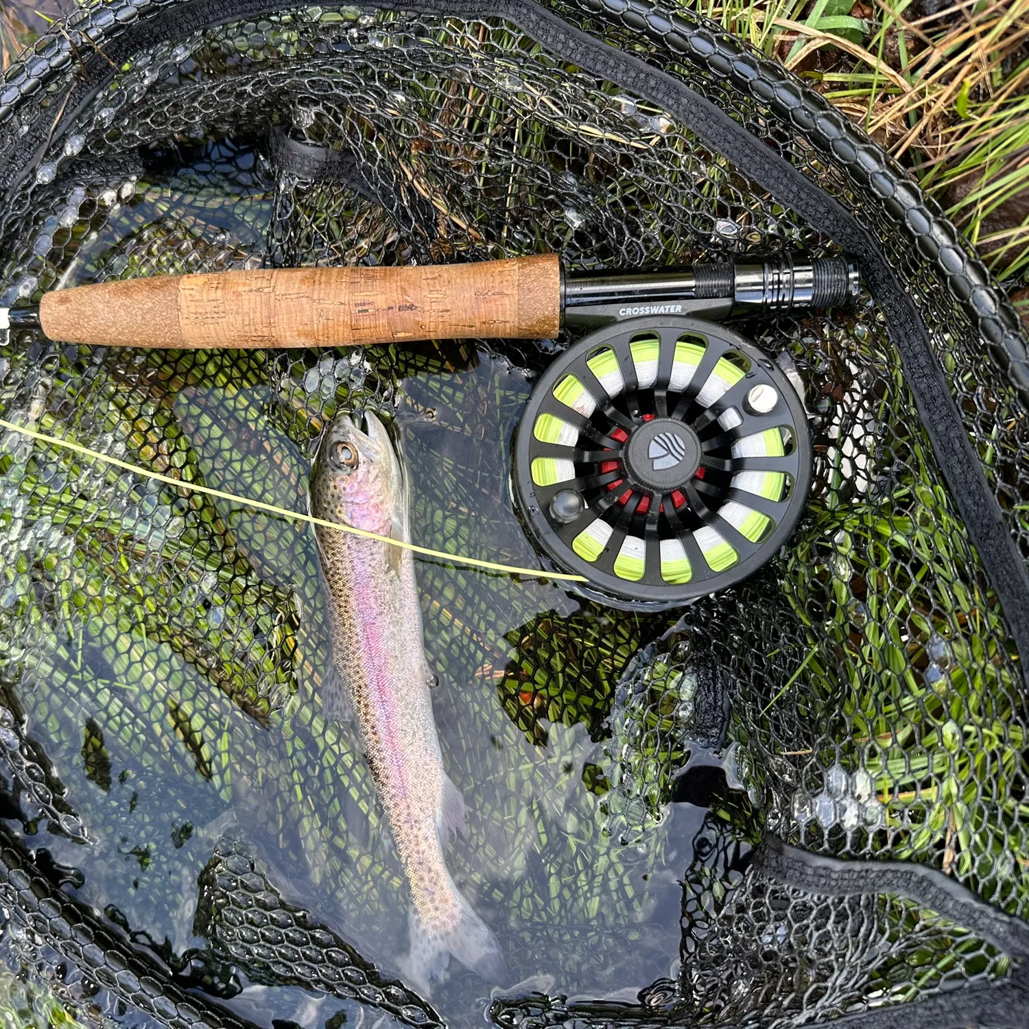 Rainbow trout caught on Fishbrain