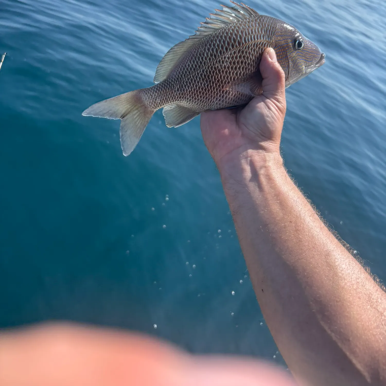 White grunt caught on Fishbrain