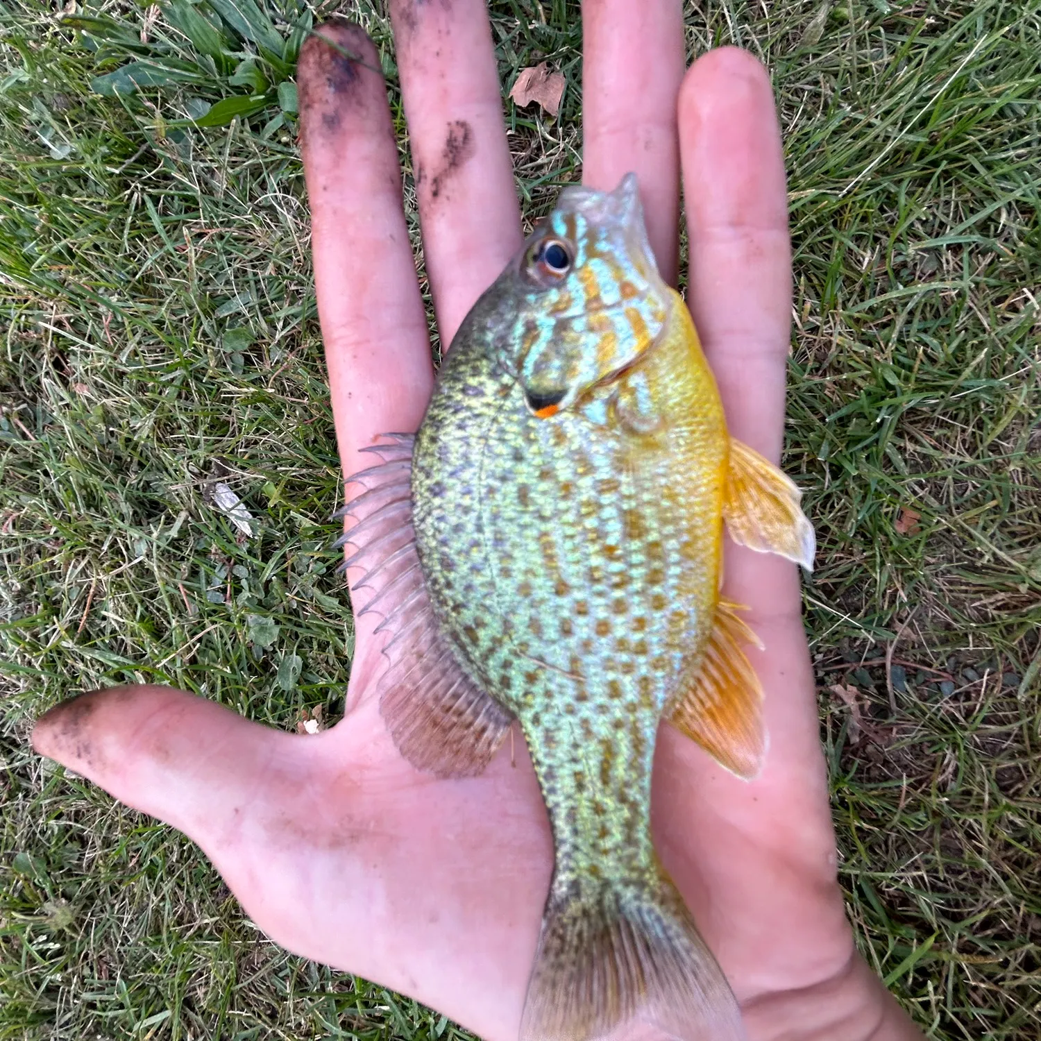 Pumpkinseed caught on Fishbrain