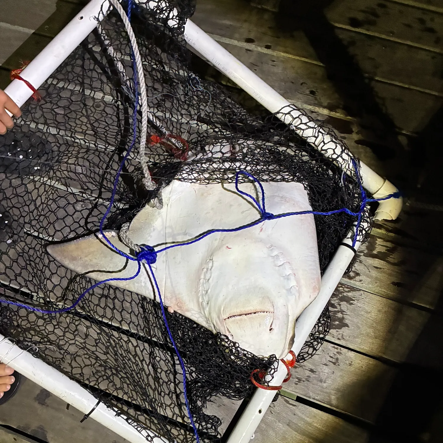 Cownose Ray caught on Fishbrain