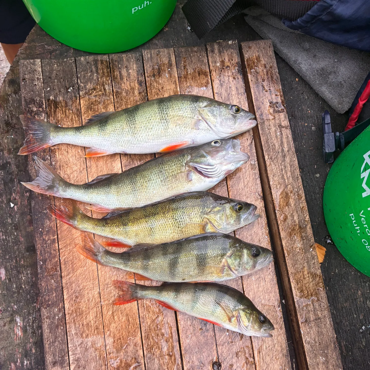 recently logged catches