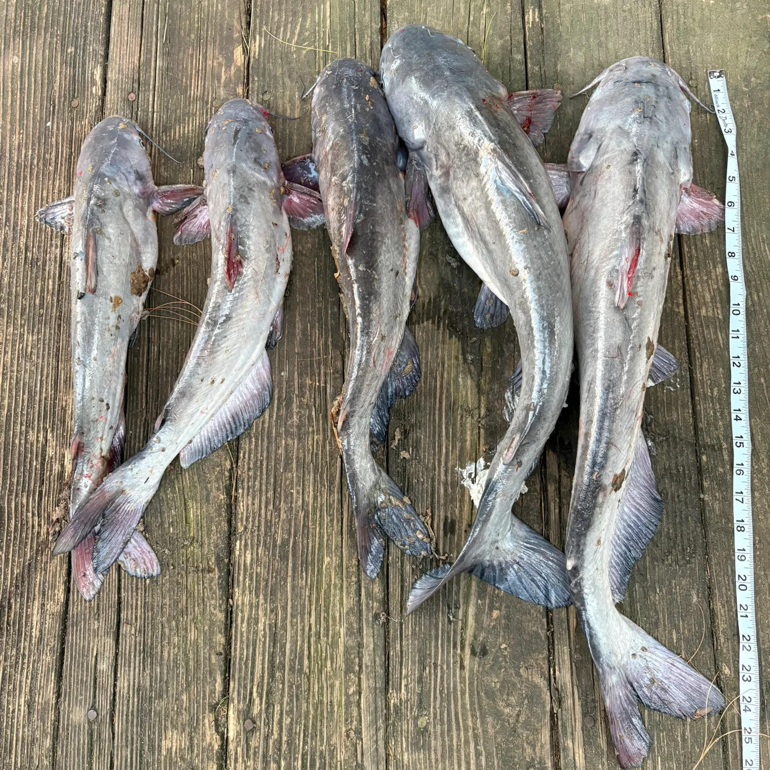 recently logged catches