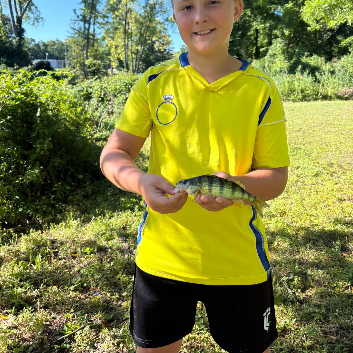 Yellow perch caught on Fishbrain
