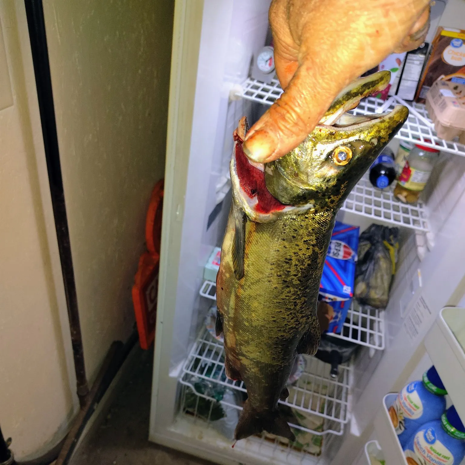 Coho salmon caught on Fishbrain