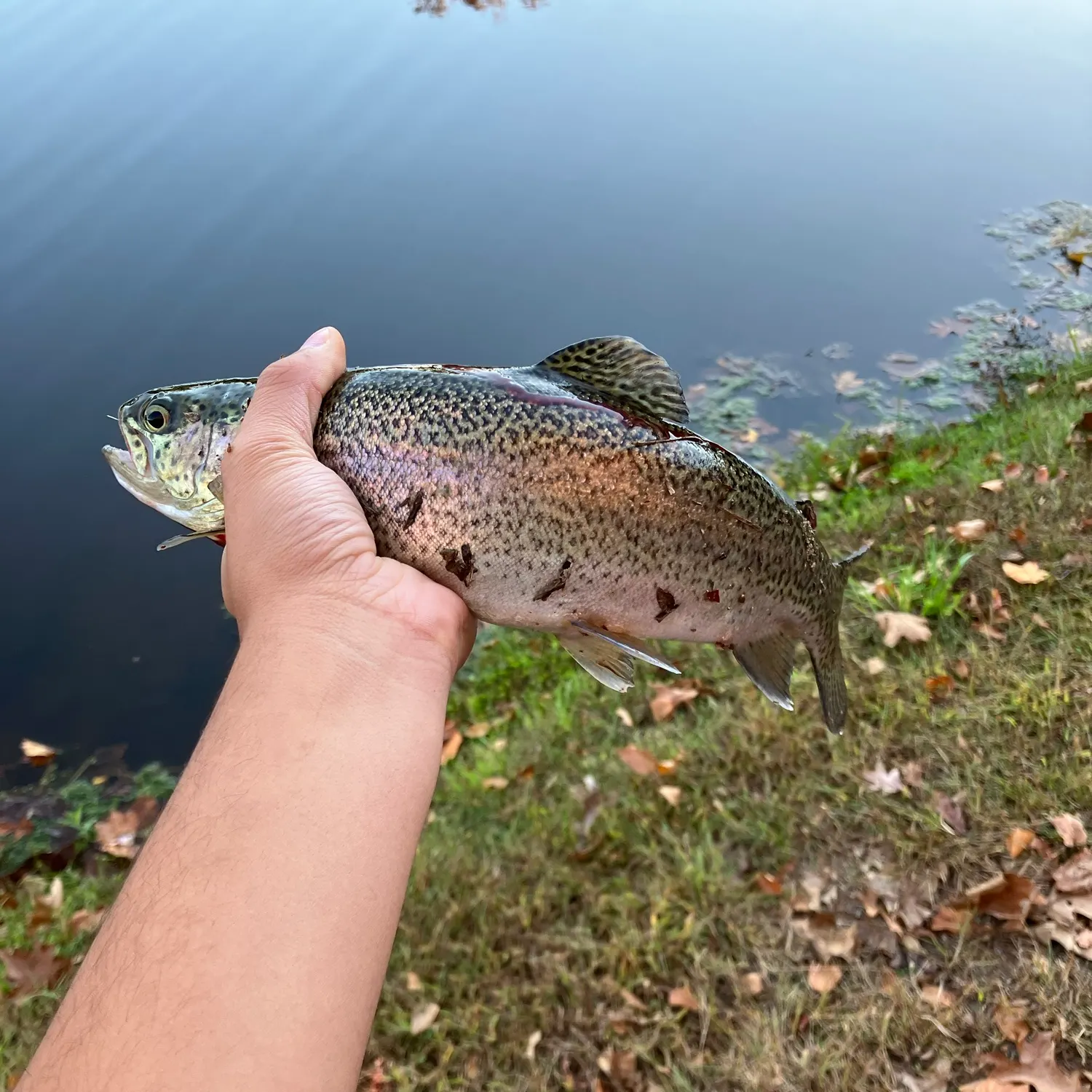 Rainbow trout caught on Fishbrain