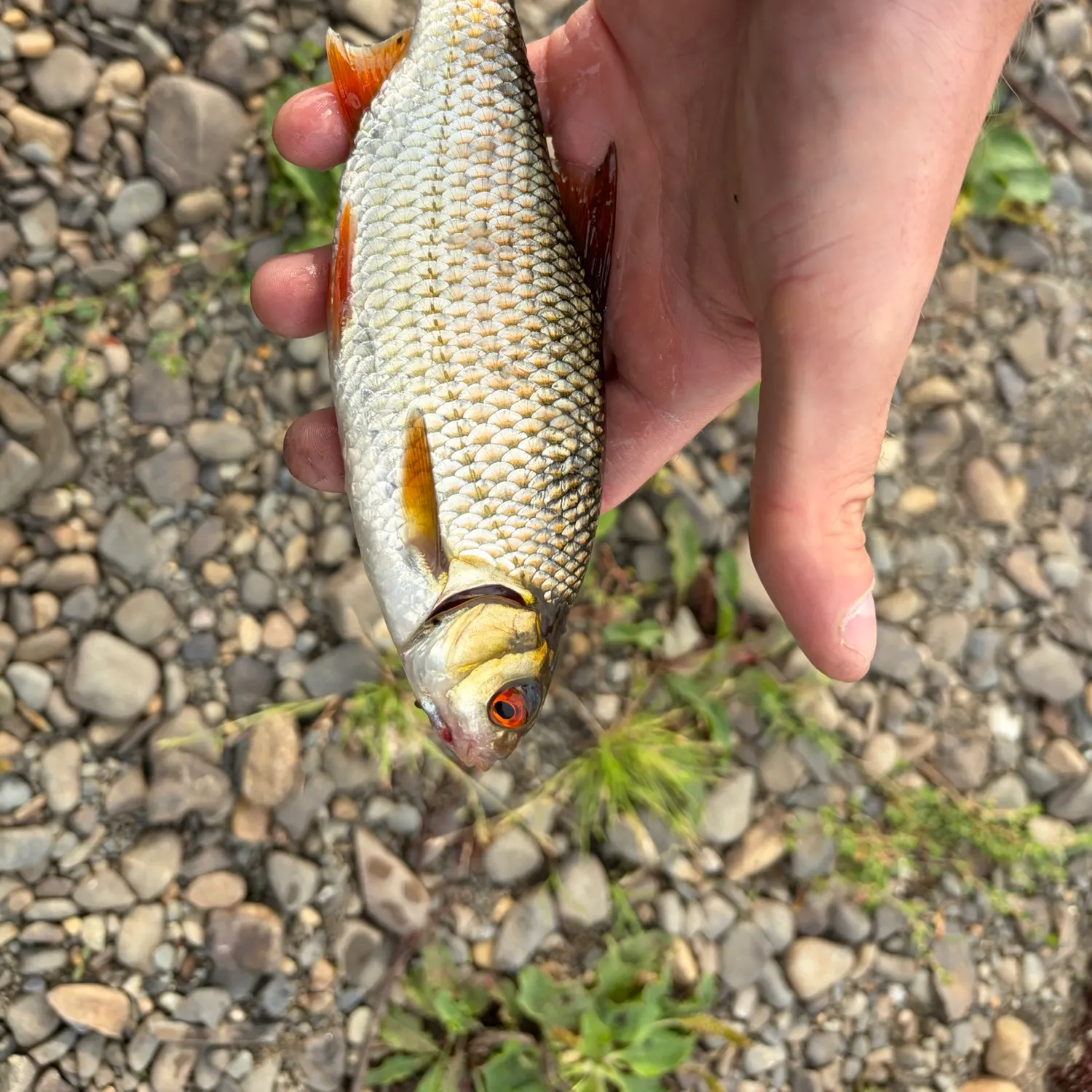 Common rudd caught on Fishbrain