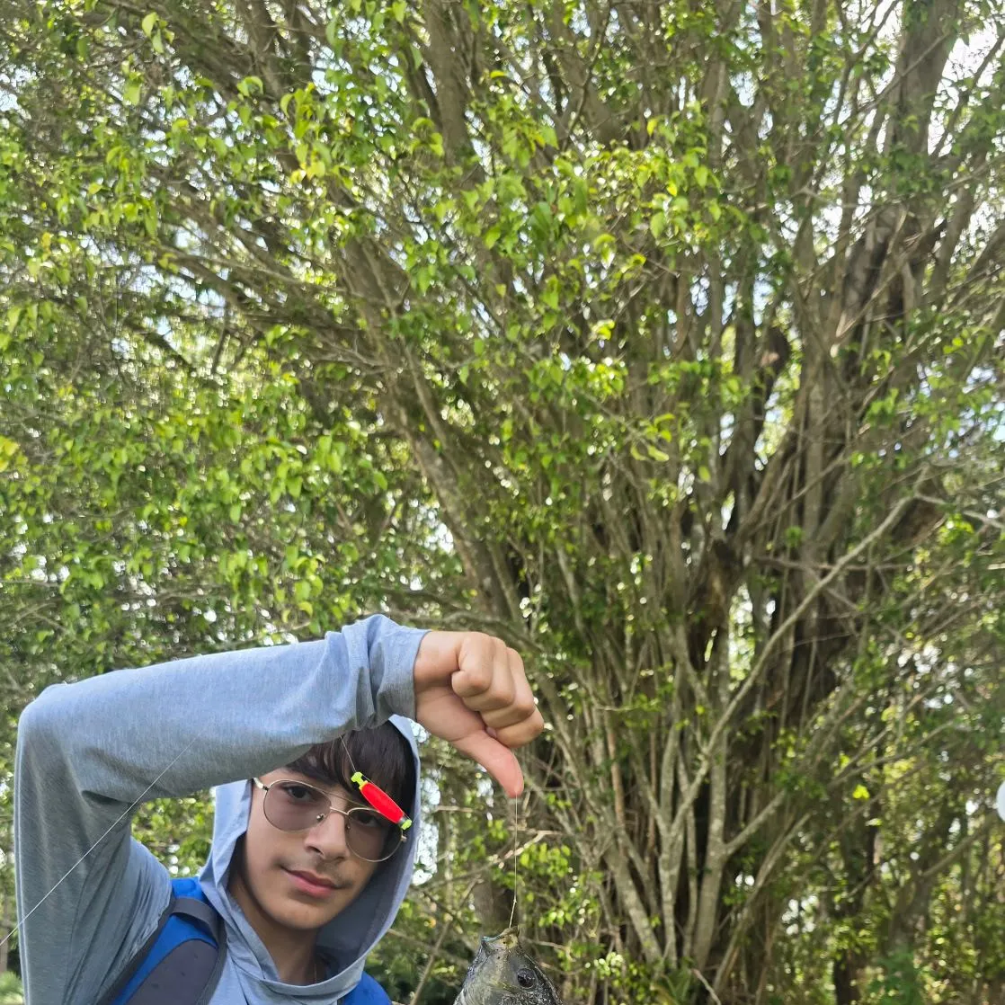 The most recent Spotted tilapia catches on Fishbrain