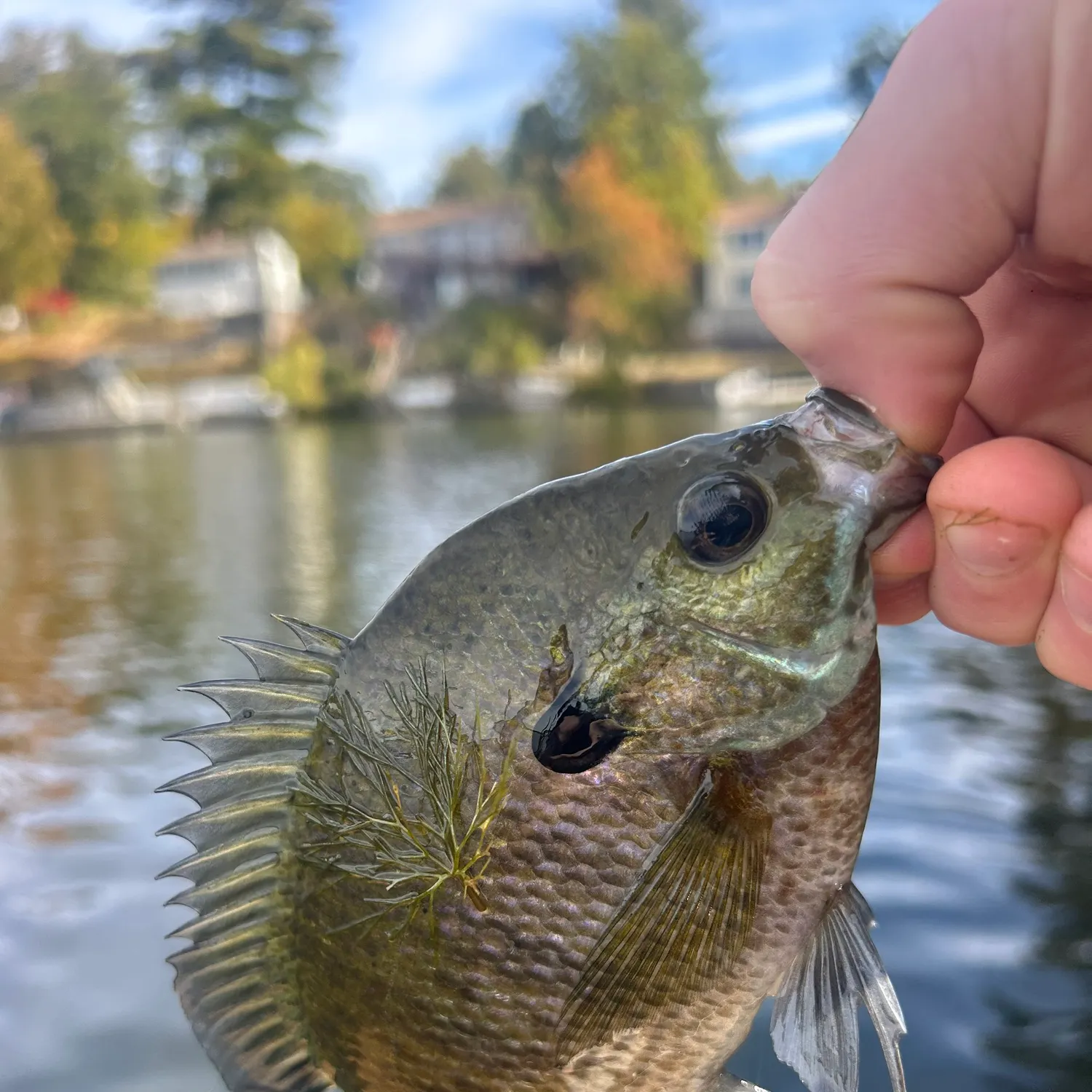 catch