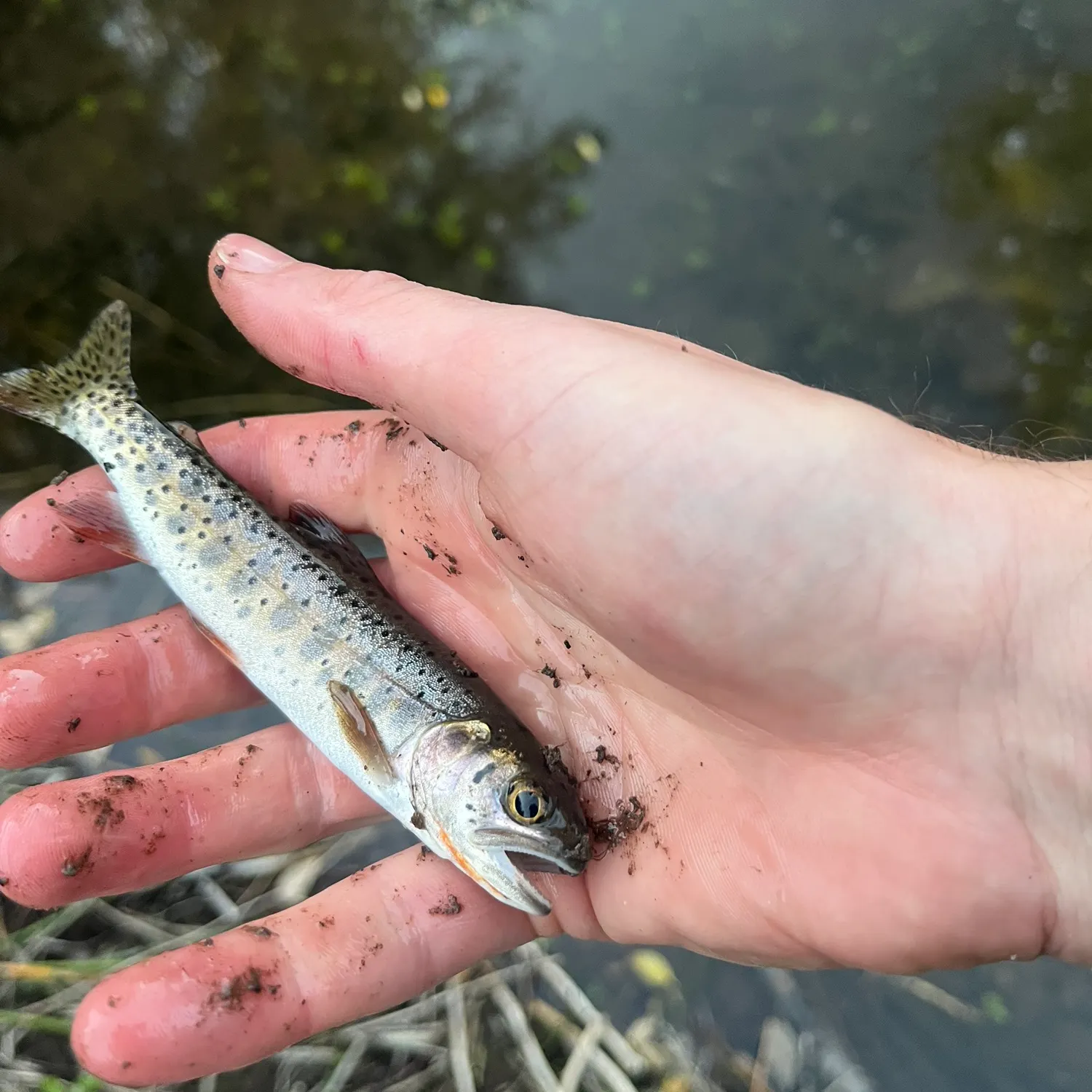 Bonneville cutthroat trout caught on Fishbrain