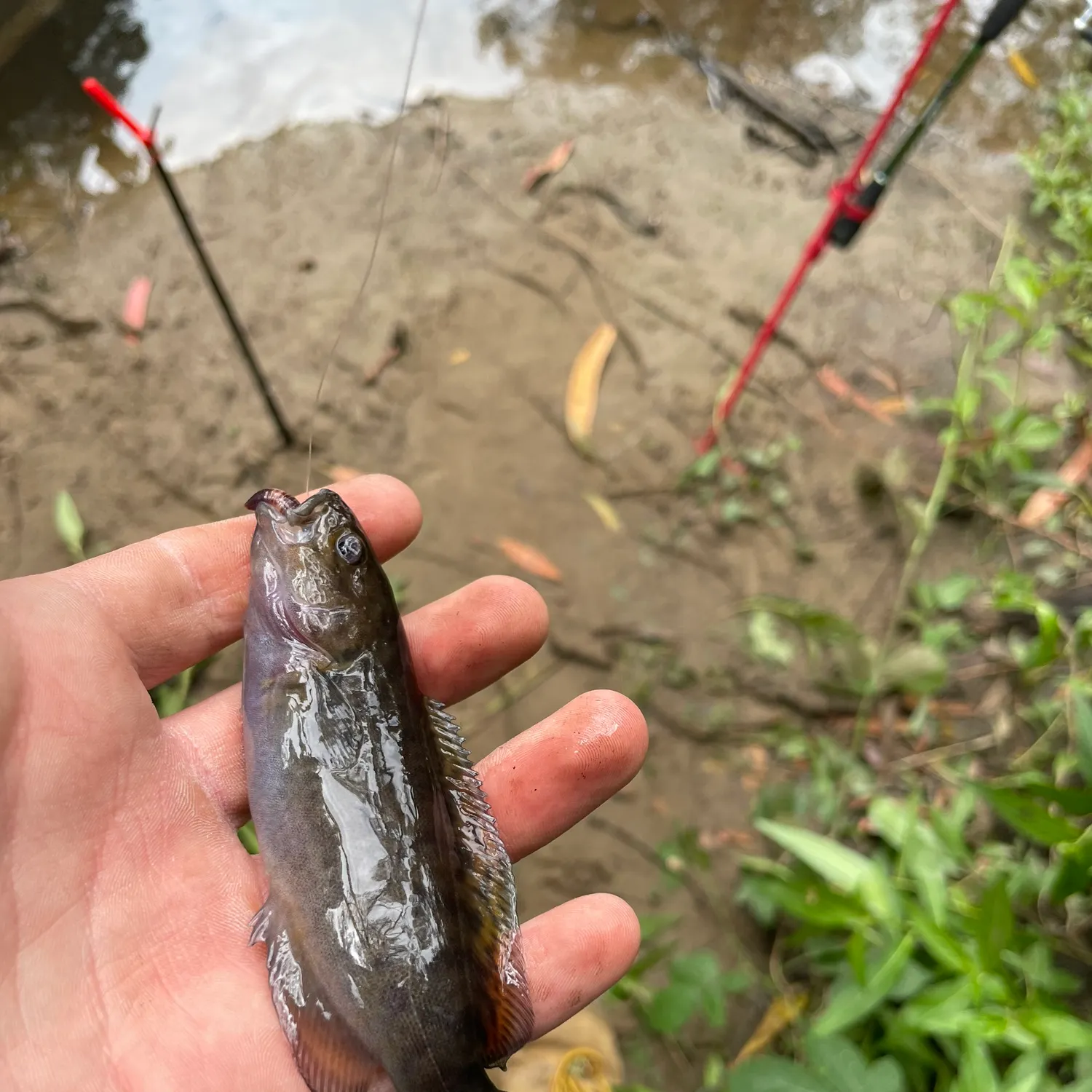 The most recent River blackfish catches on Fishbrain