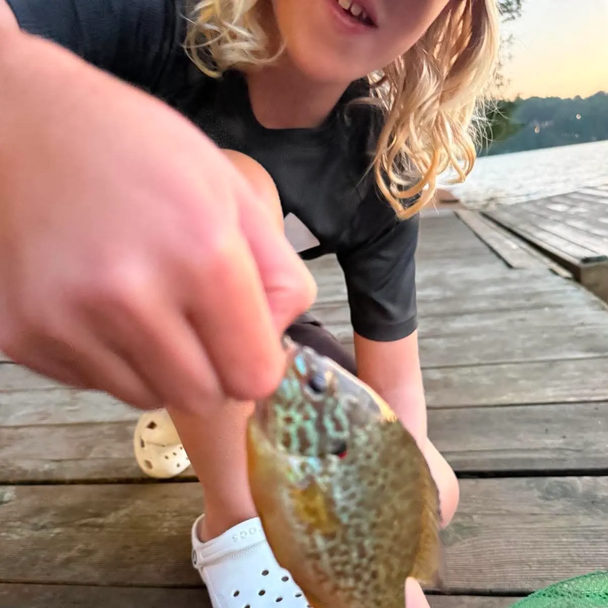 Pumpkinseed caught on Fishbrain
