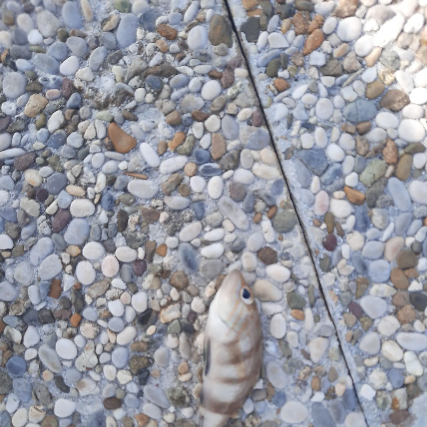 The most recent Brown comber catches on Fishbrain