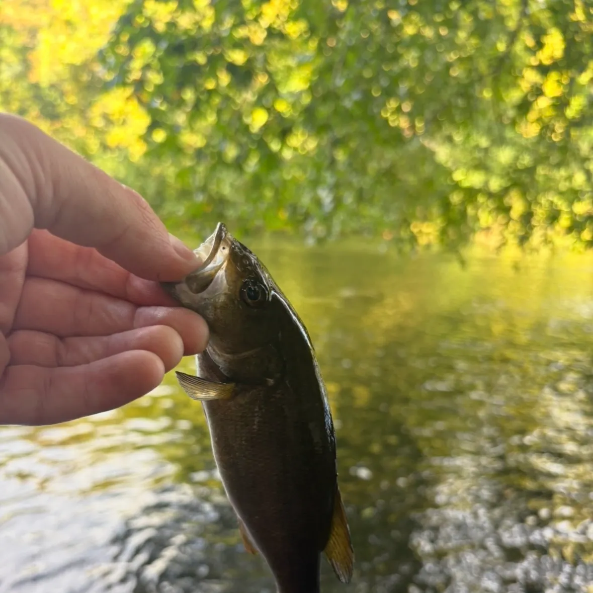 Smallmouth bass caught on Fishbrain