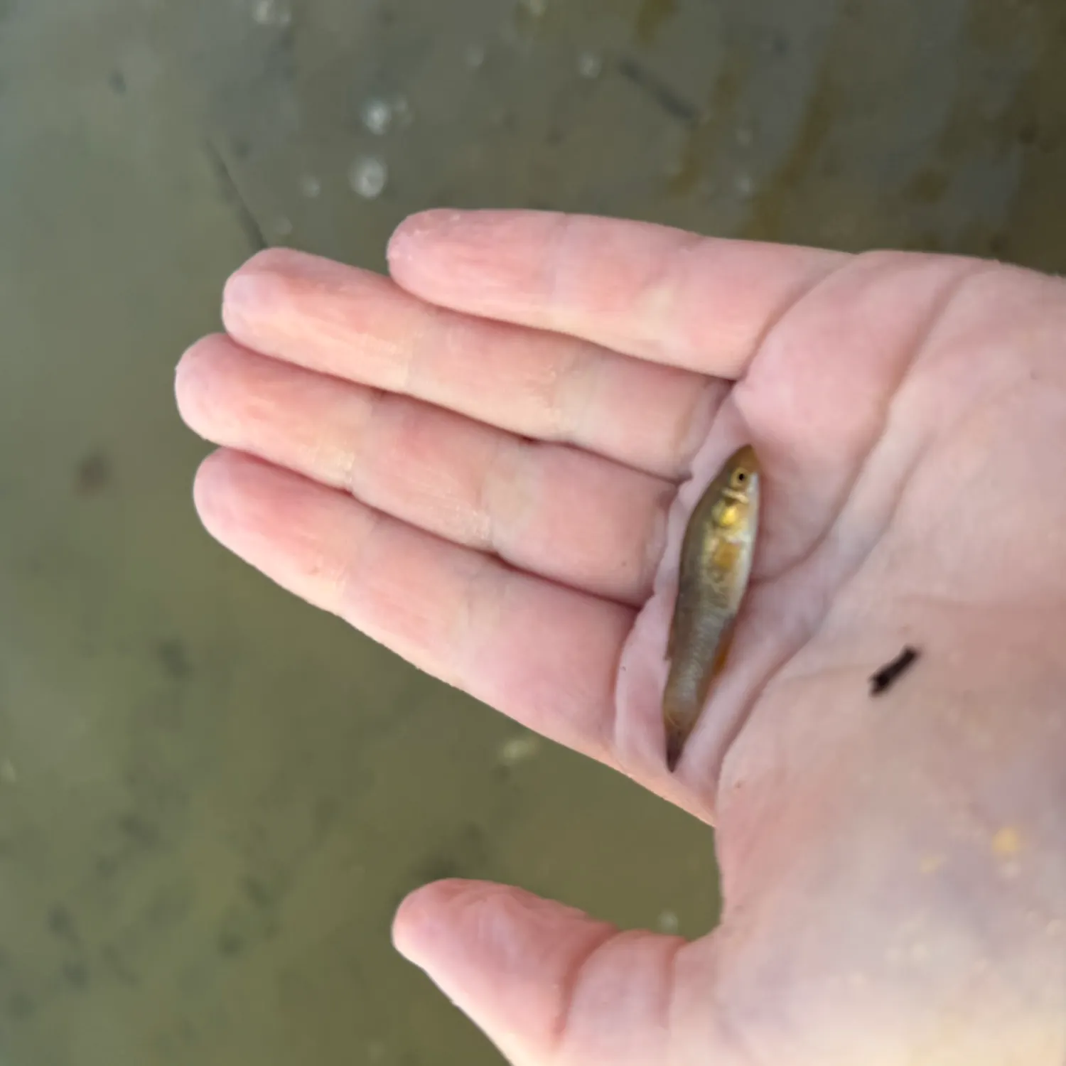 The most recent Striped killifish catches on Fishbrain