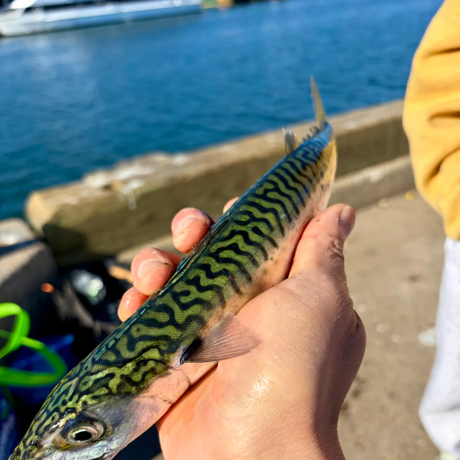 Atlantic mackerel caught on Fishbrain