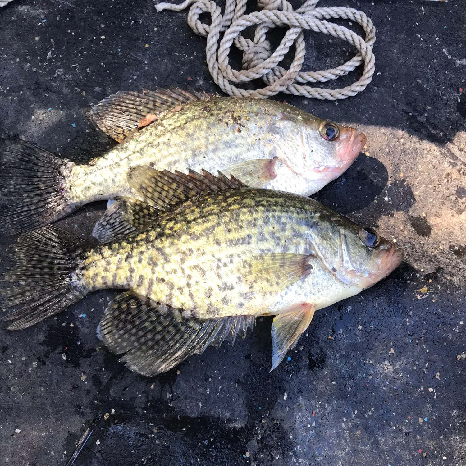 recently logged catches