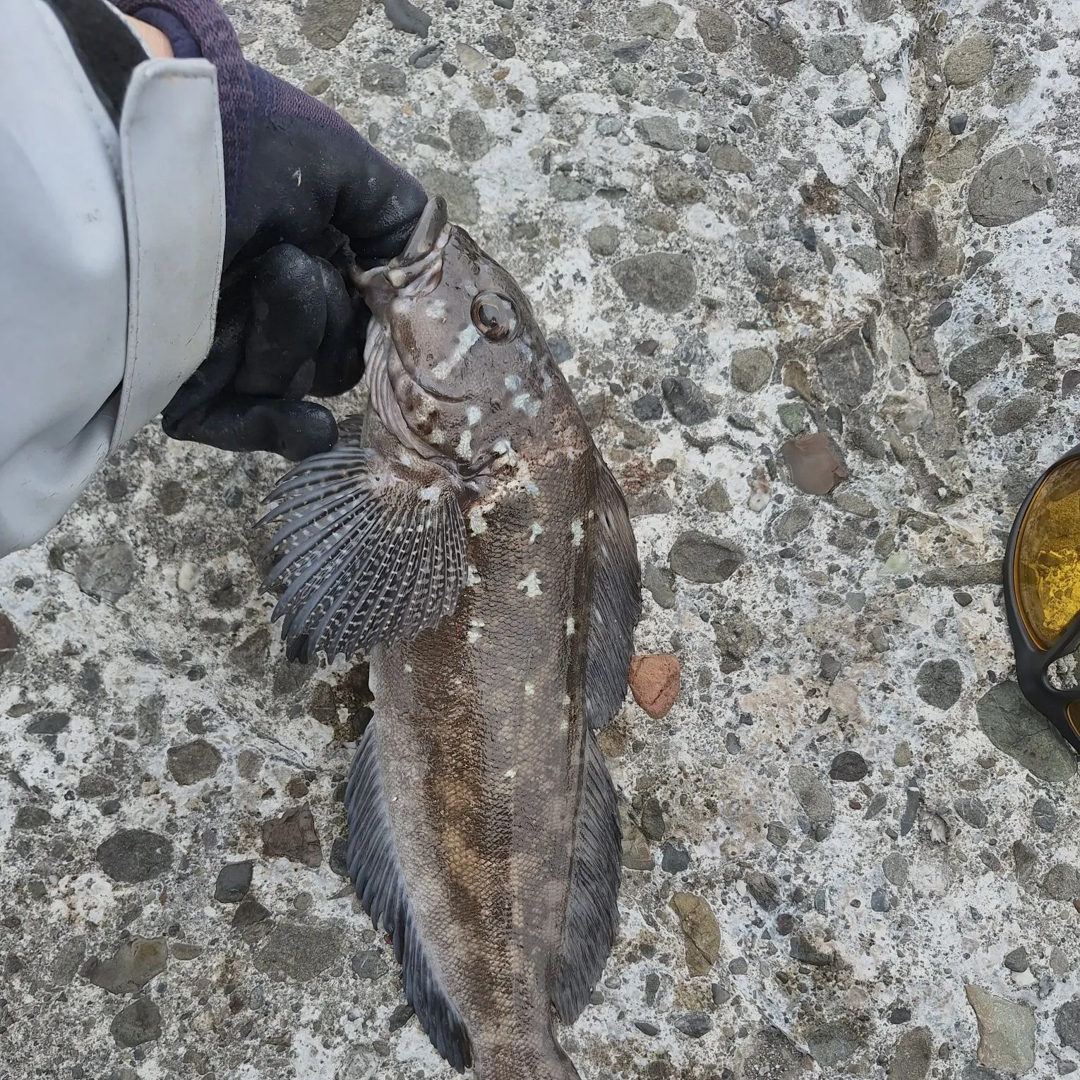 The most recent Kelp greenling catches on Fishbrain