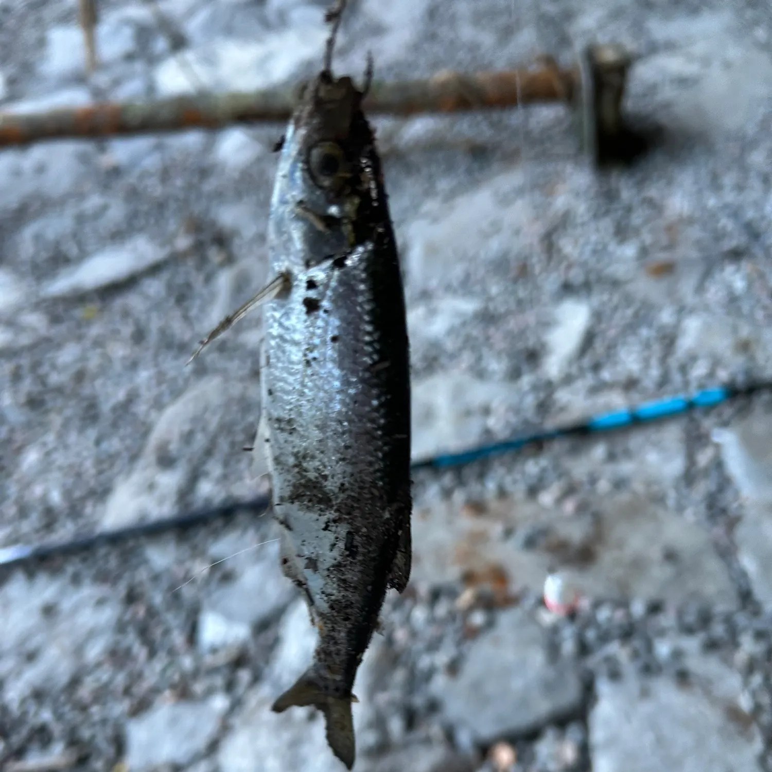 European garfish caught on Fishbrain