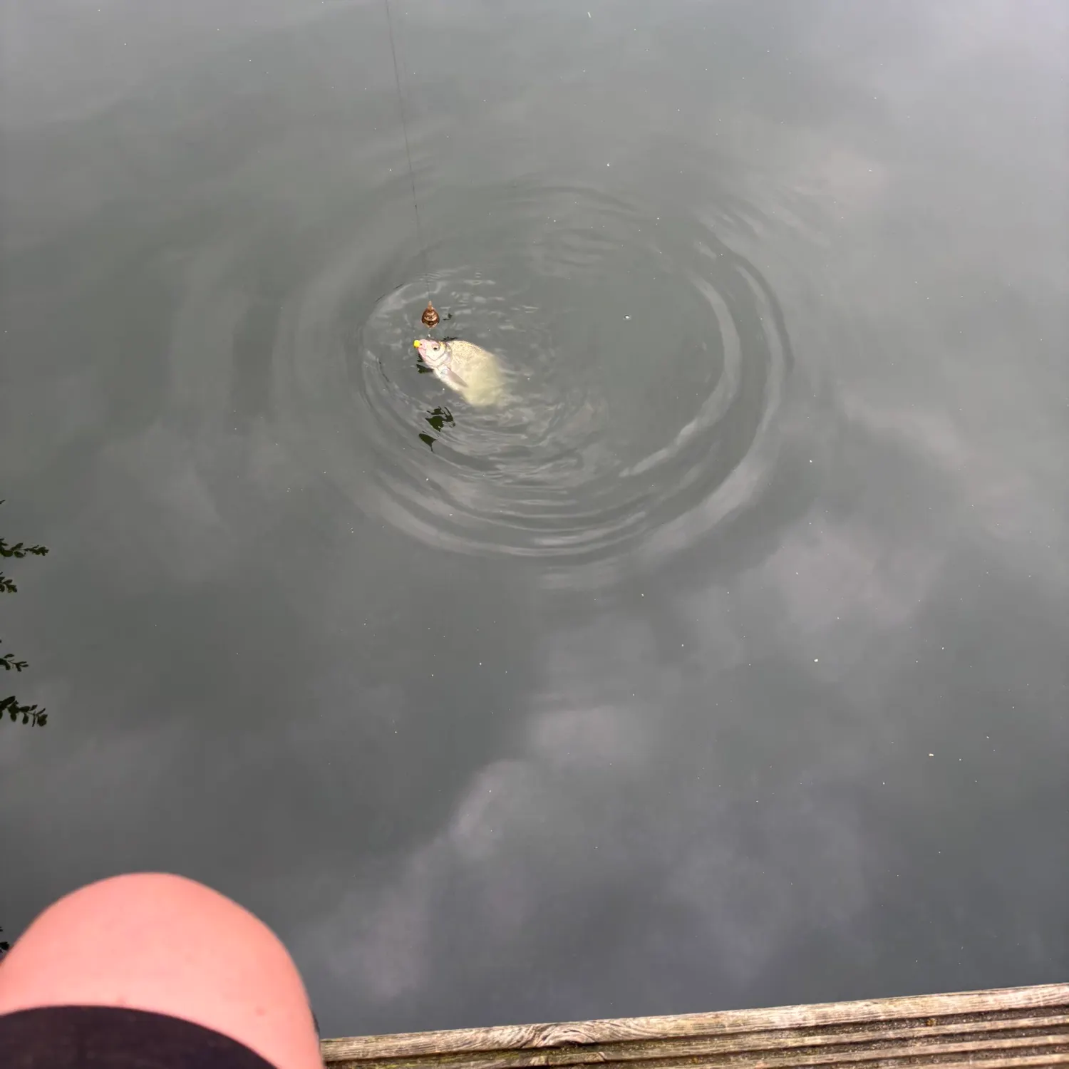 The most recent Common bream catches on Fishbrain