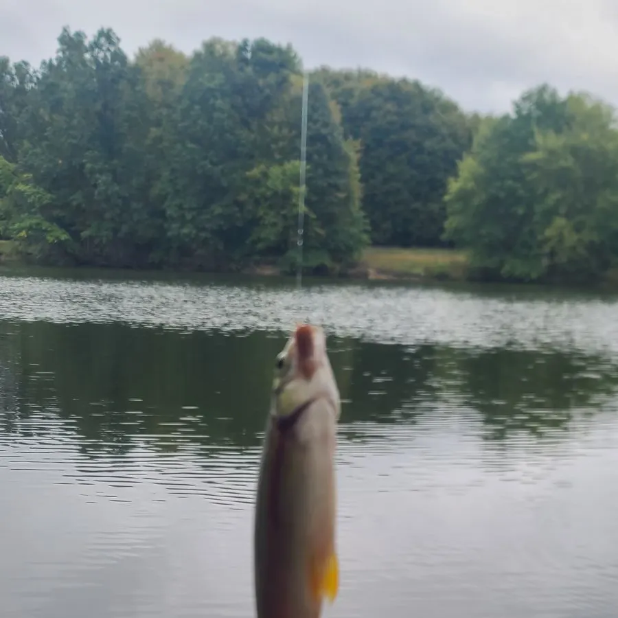 Yellow perch caught on Fishbrain