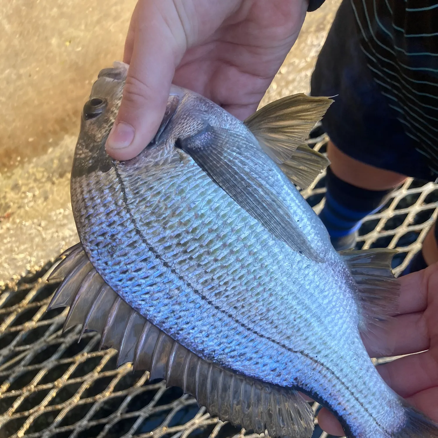 The most recent Surf bream catches on Fishbrain
