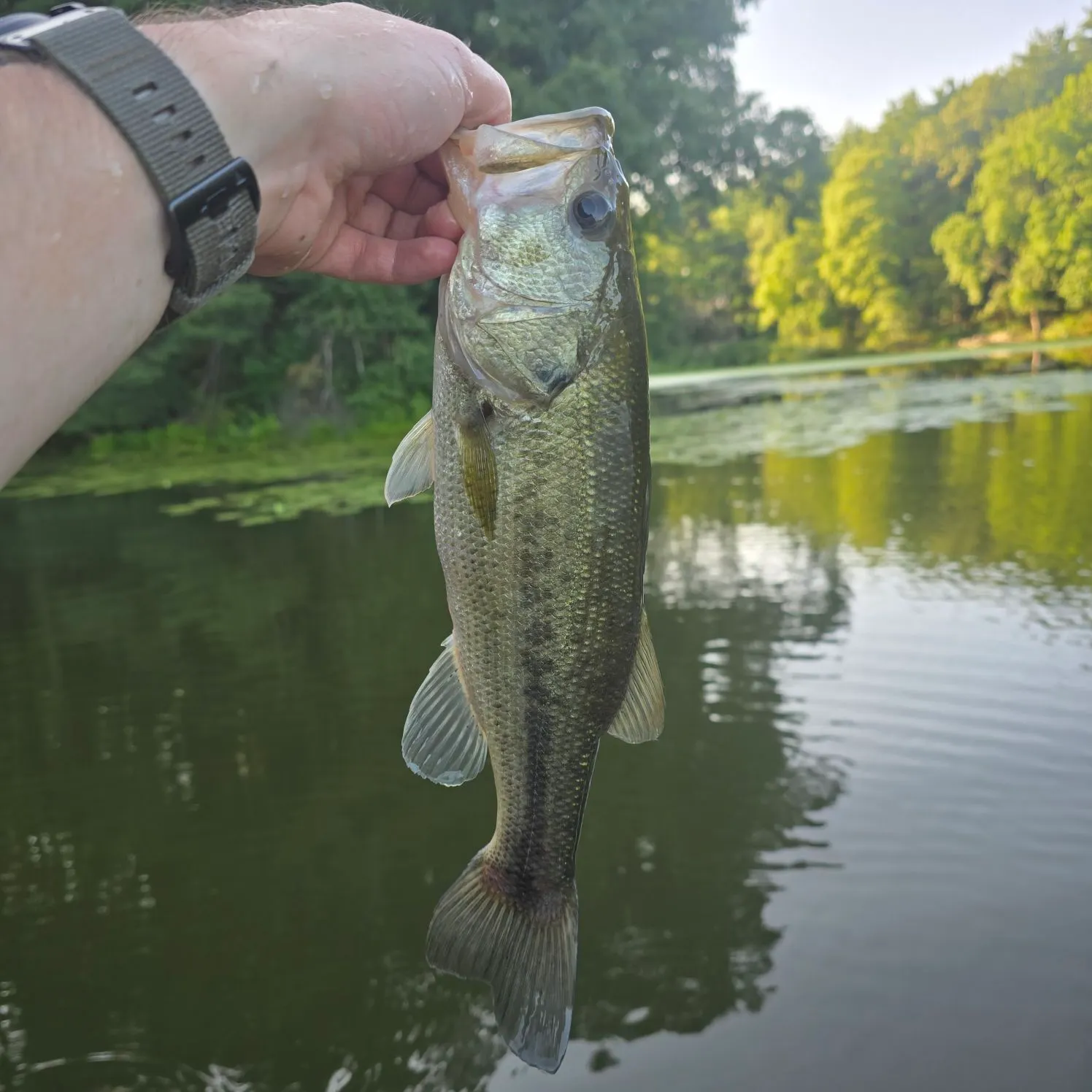 Largemouth bass caught on Fishbrain