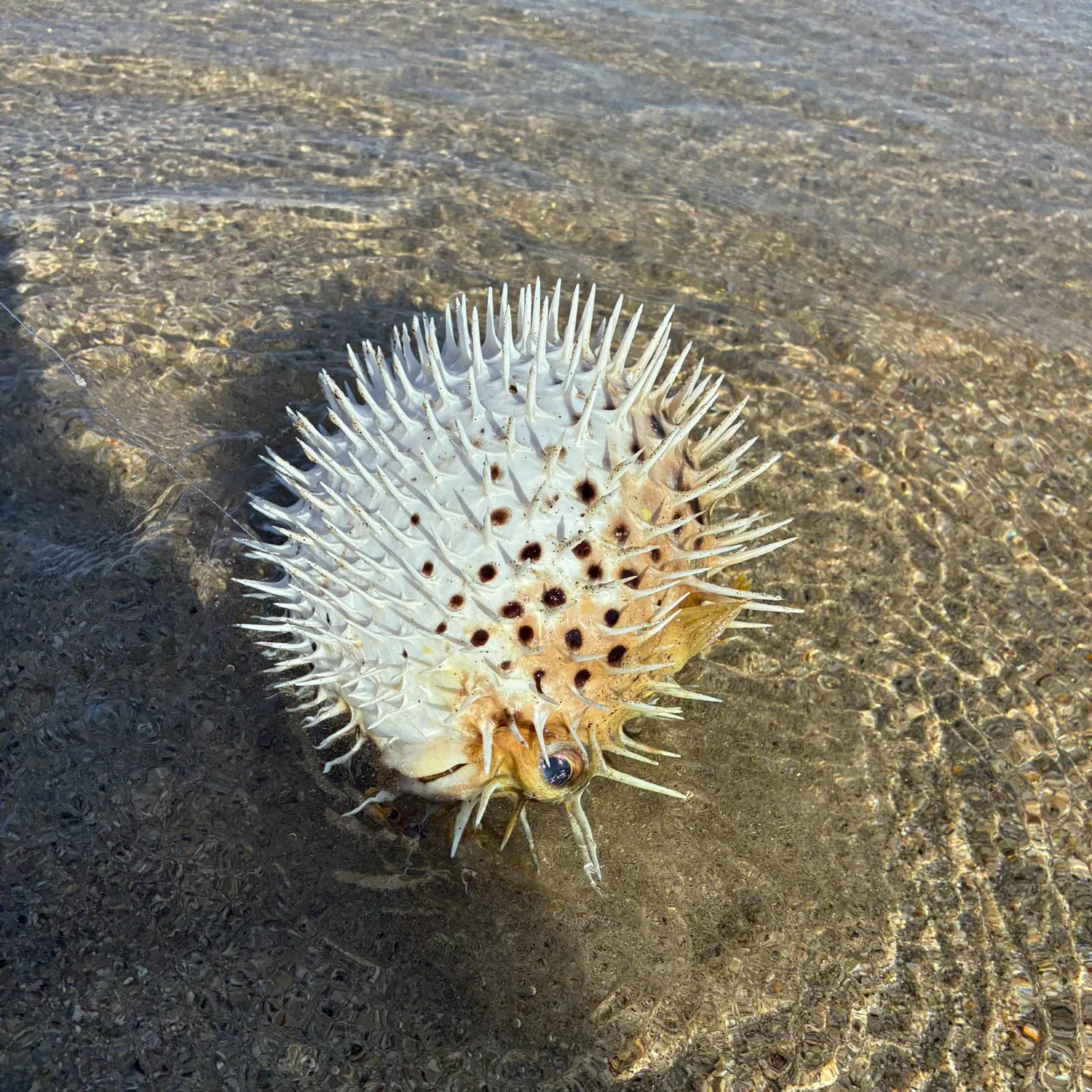 The most recent Spot-fin porcupinefish catches on Fishbrain