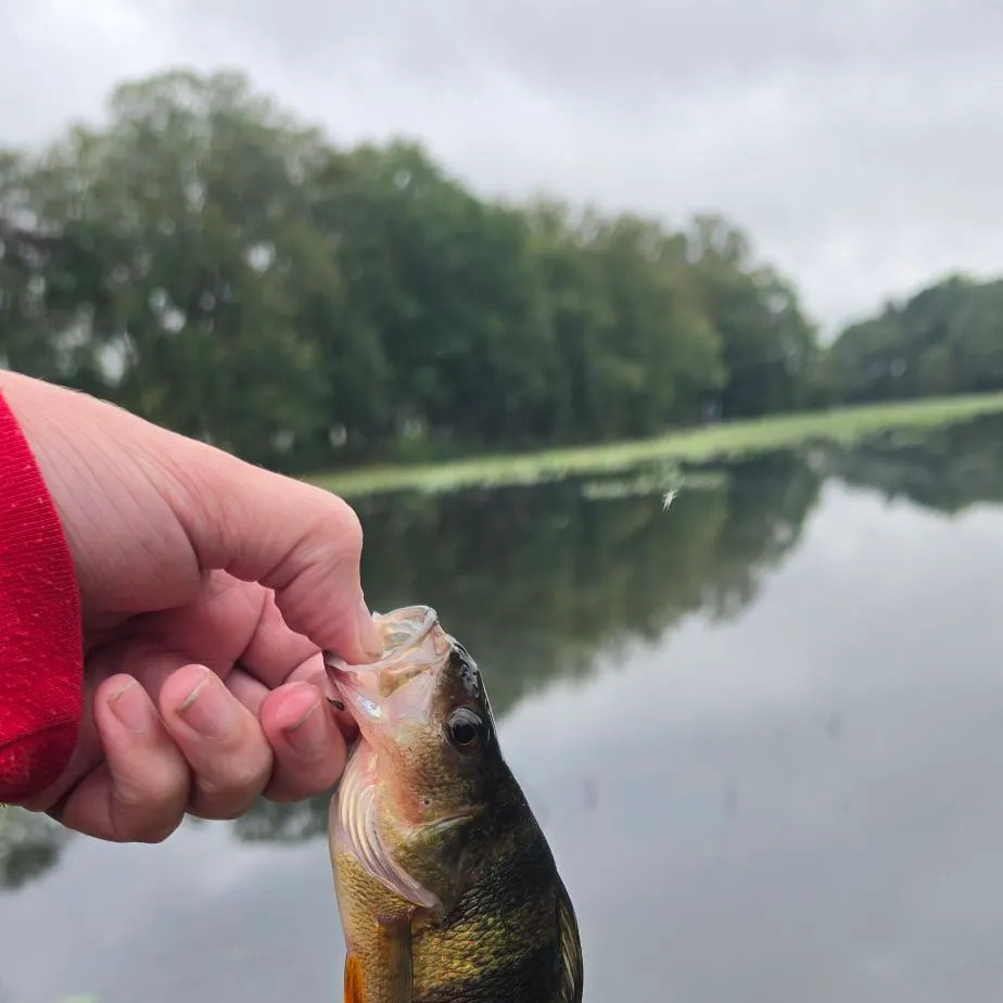 Yellow perch caught on Fishbrain