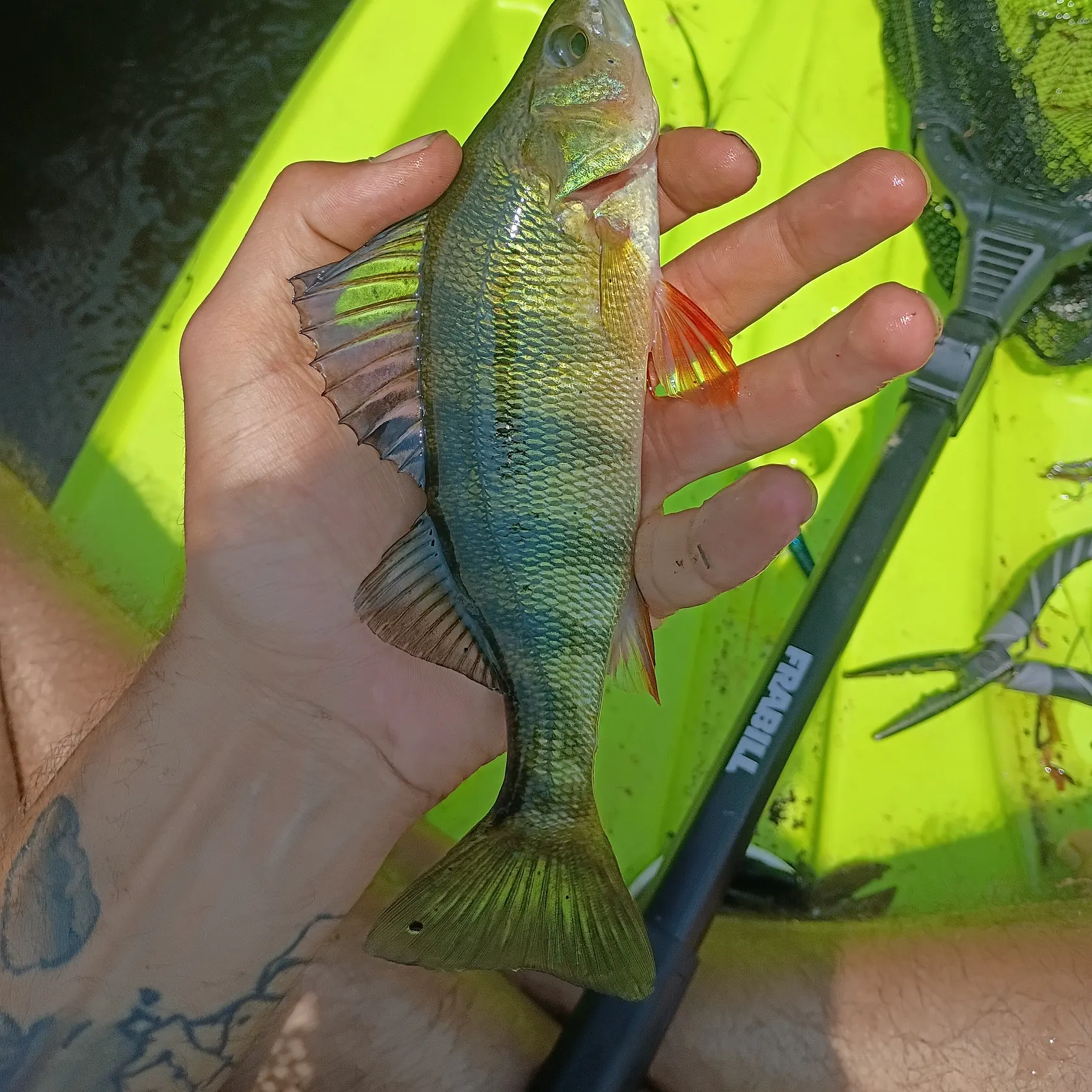 recently logged catches