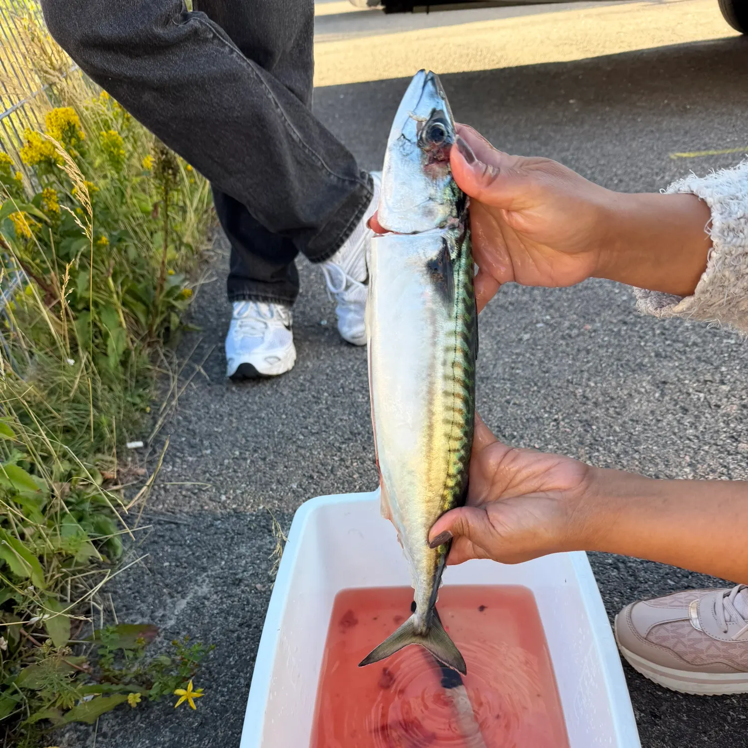 Atlantic mackerel caught on Fishbrain
