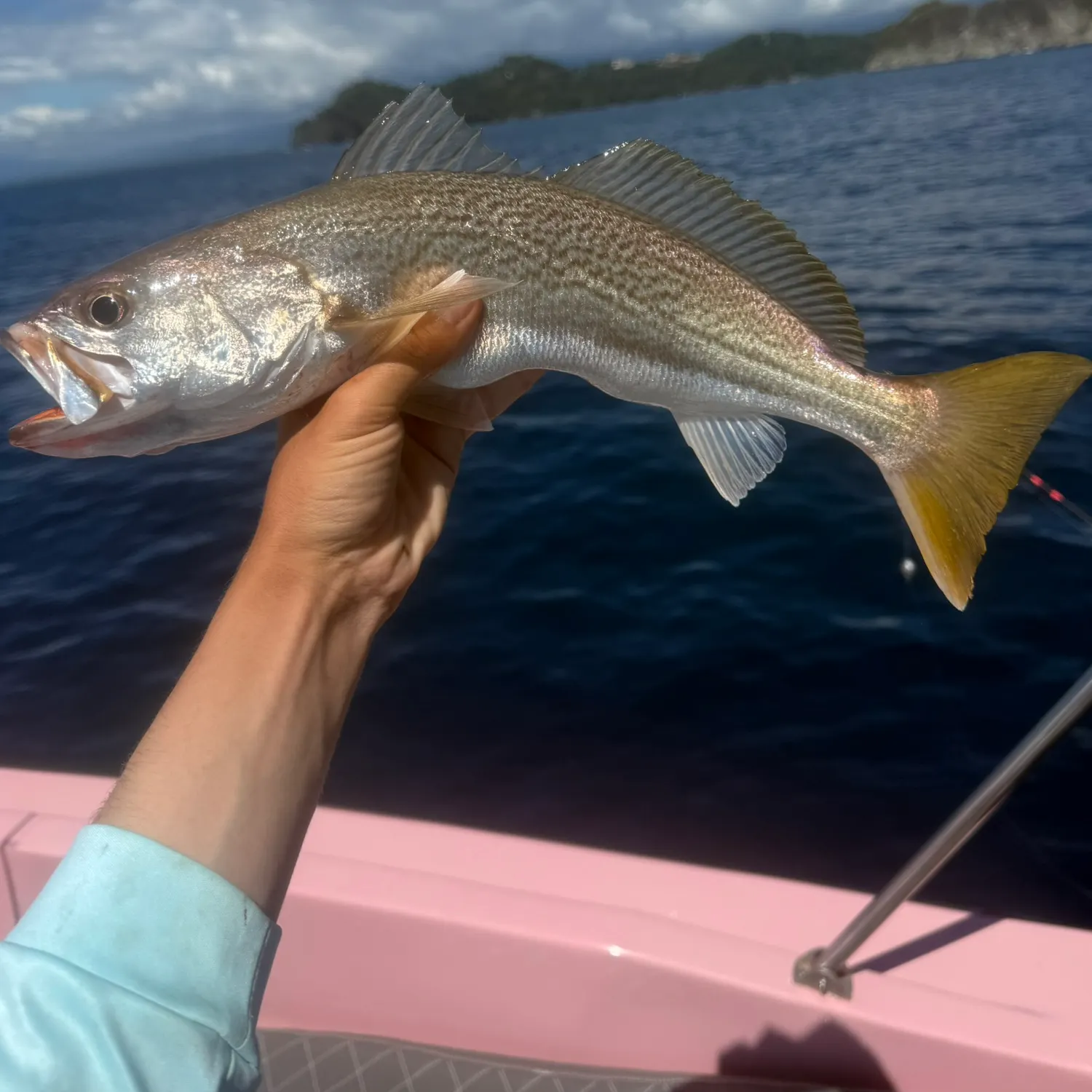 The most recent Striped corvina catches on Fishbrain