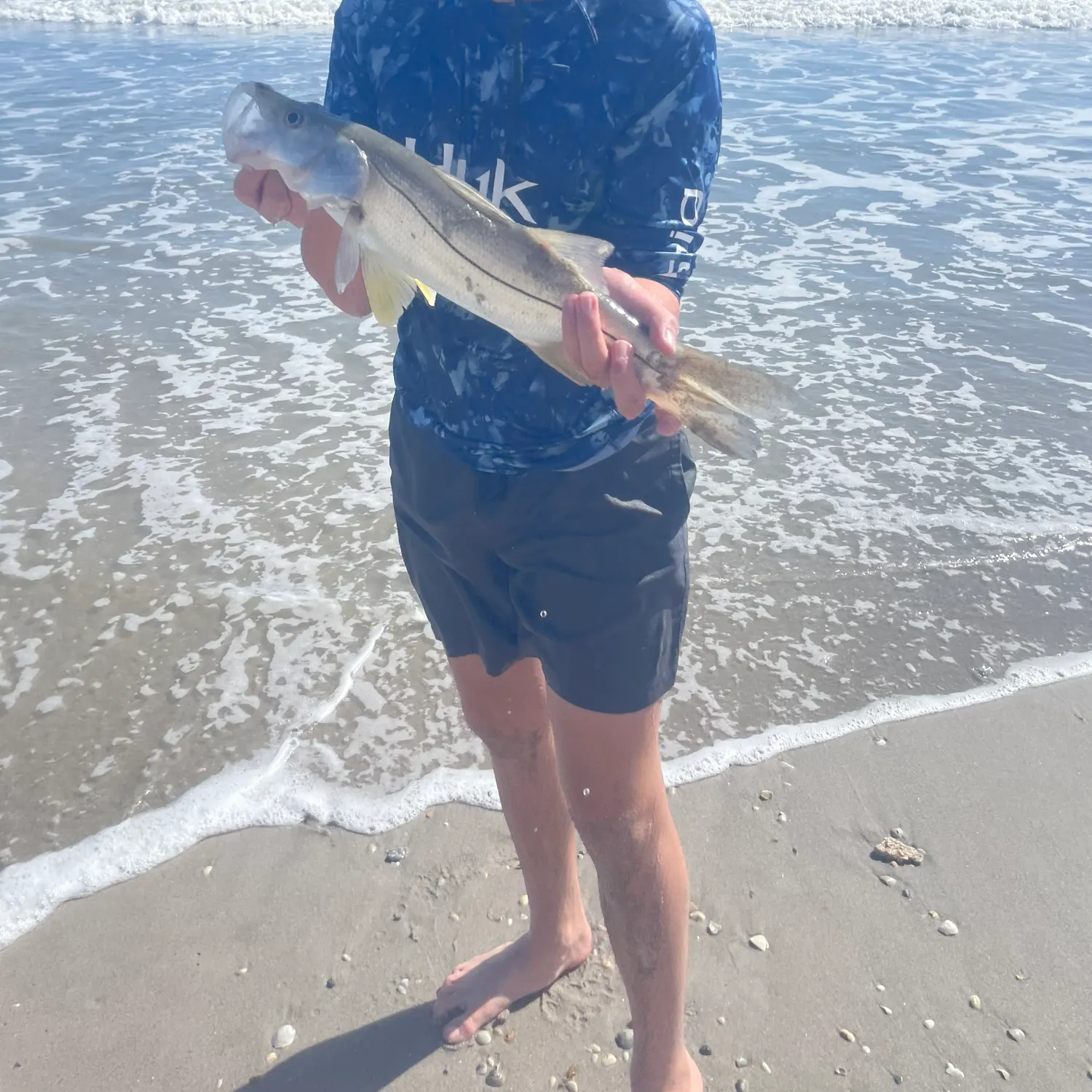 Common snook caught on Fishbrain