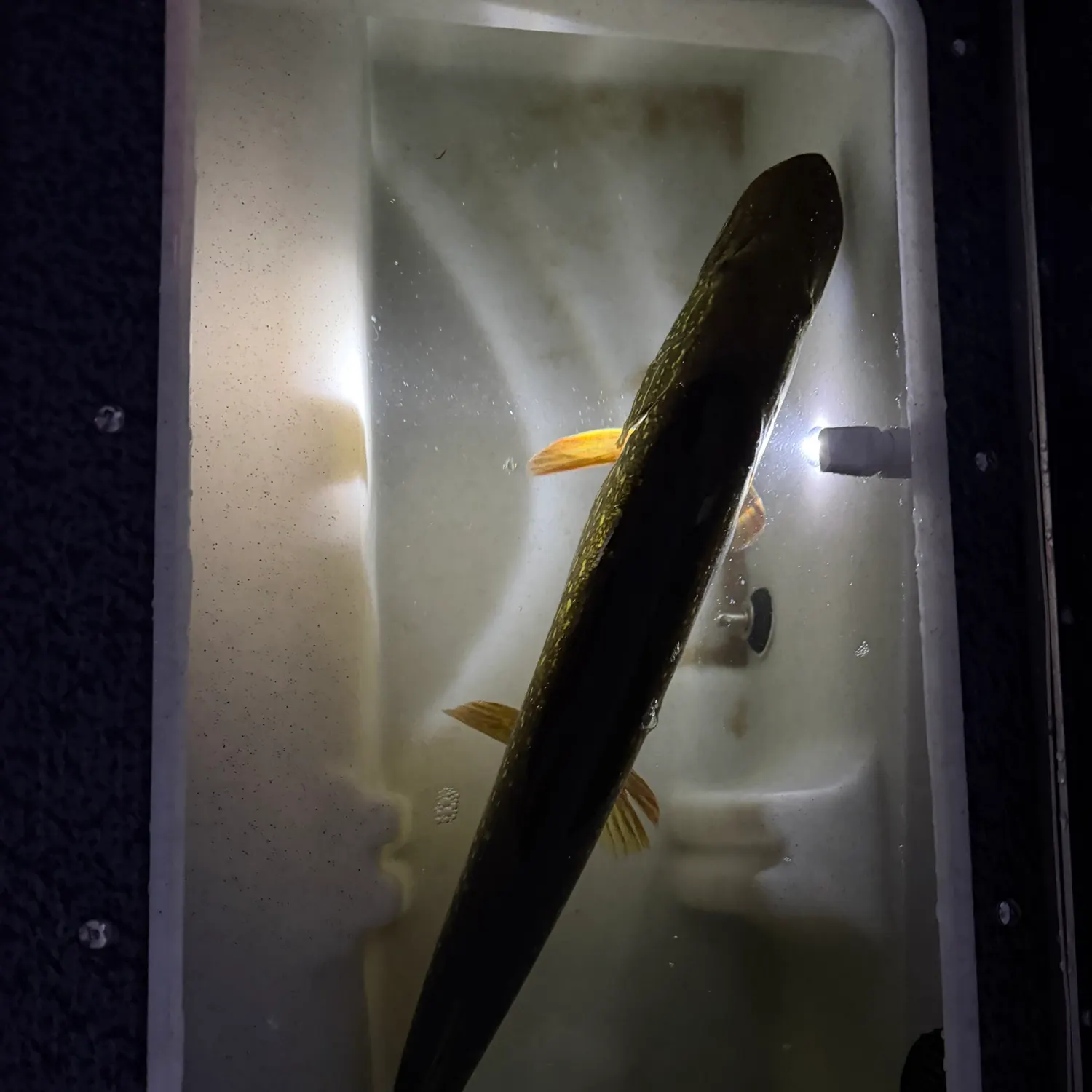 Northern pike caught on Fishbrain