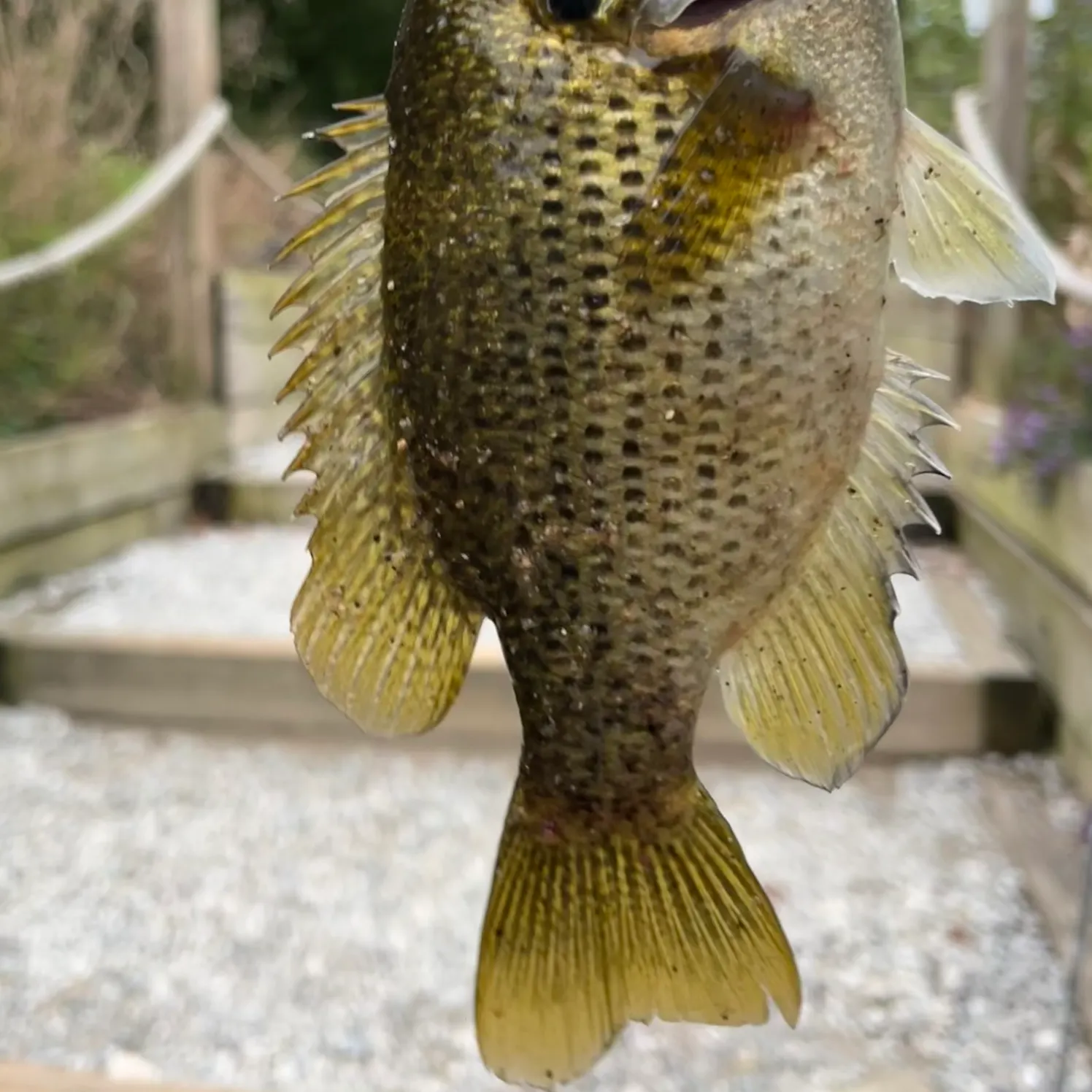 Rock bass caught on Fishbrain