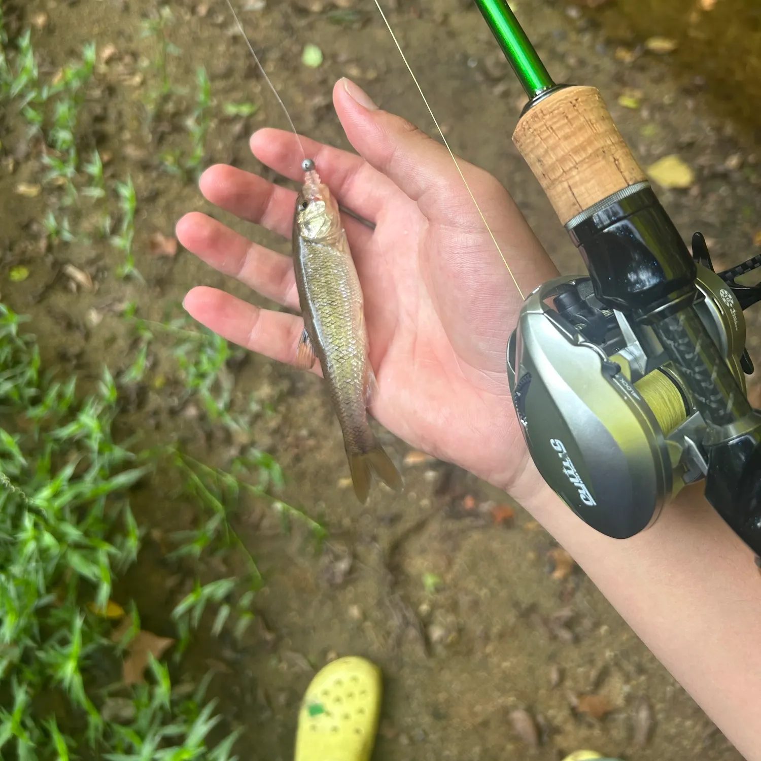 Creek chub caught on Fishbrain