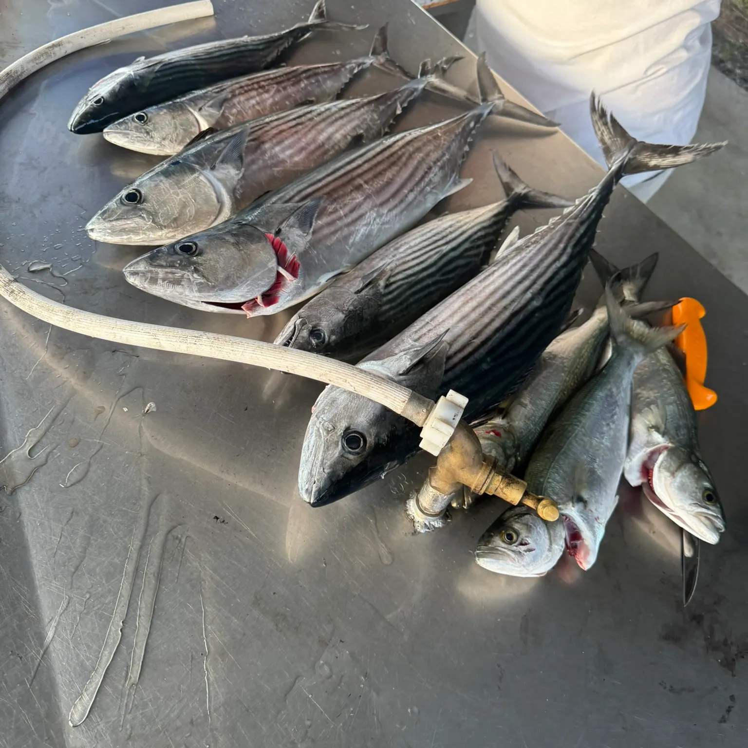 The most recent Striped bonito catches on Fishbrain